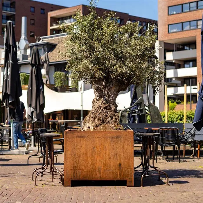 Cortenstaal Plantenbak Op Poten 120 x 120 x 60 cm
