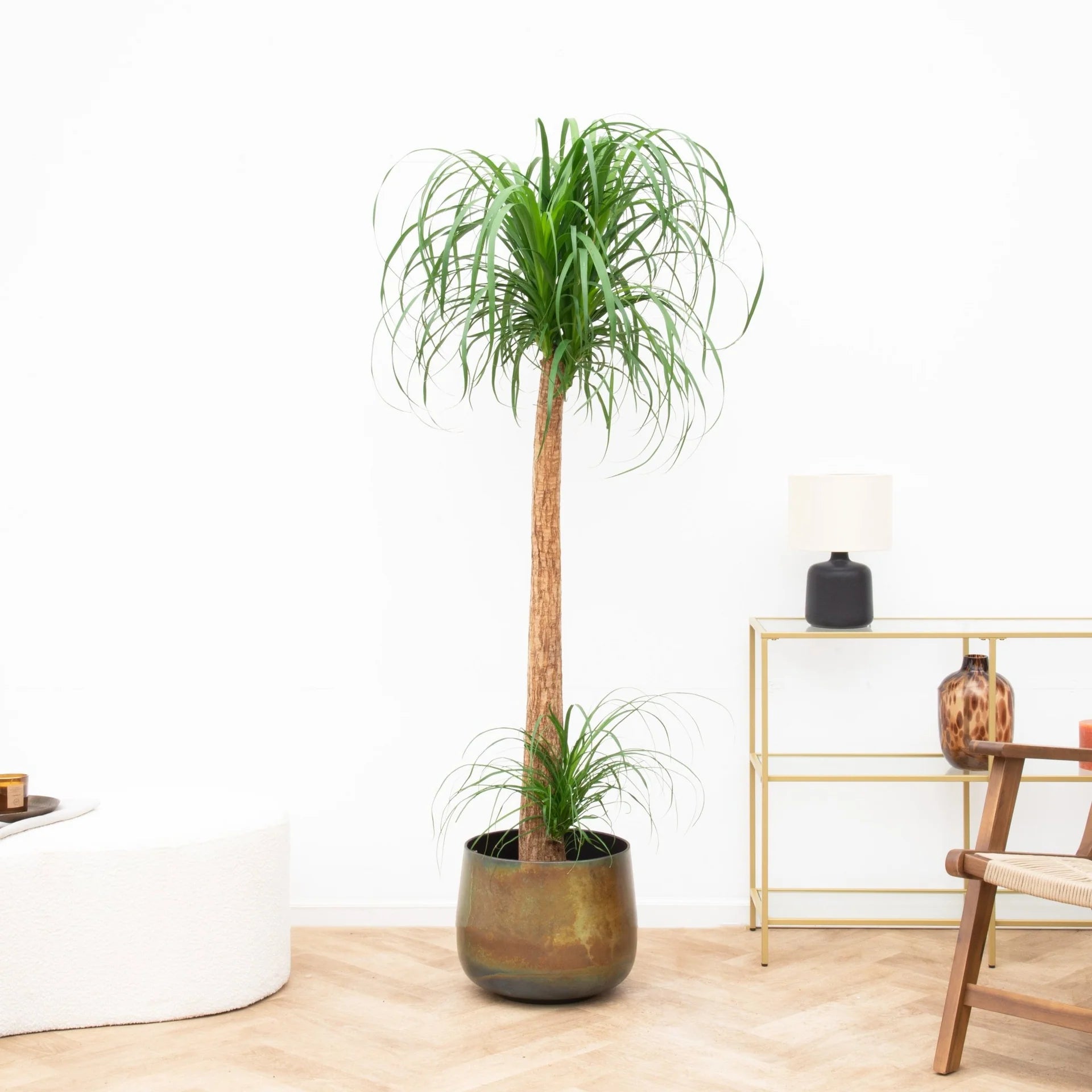 Beaucarnea XXL - 180-200cm