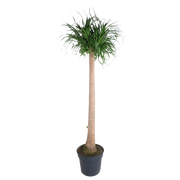 Beaucarnea XXL - 180-200cm