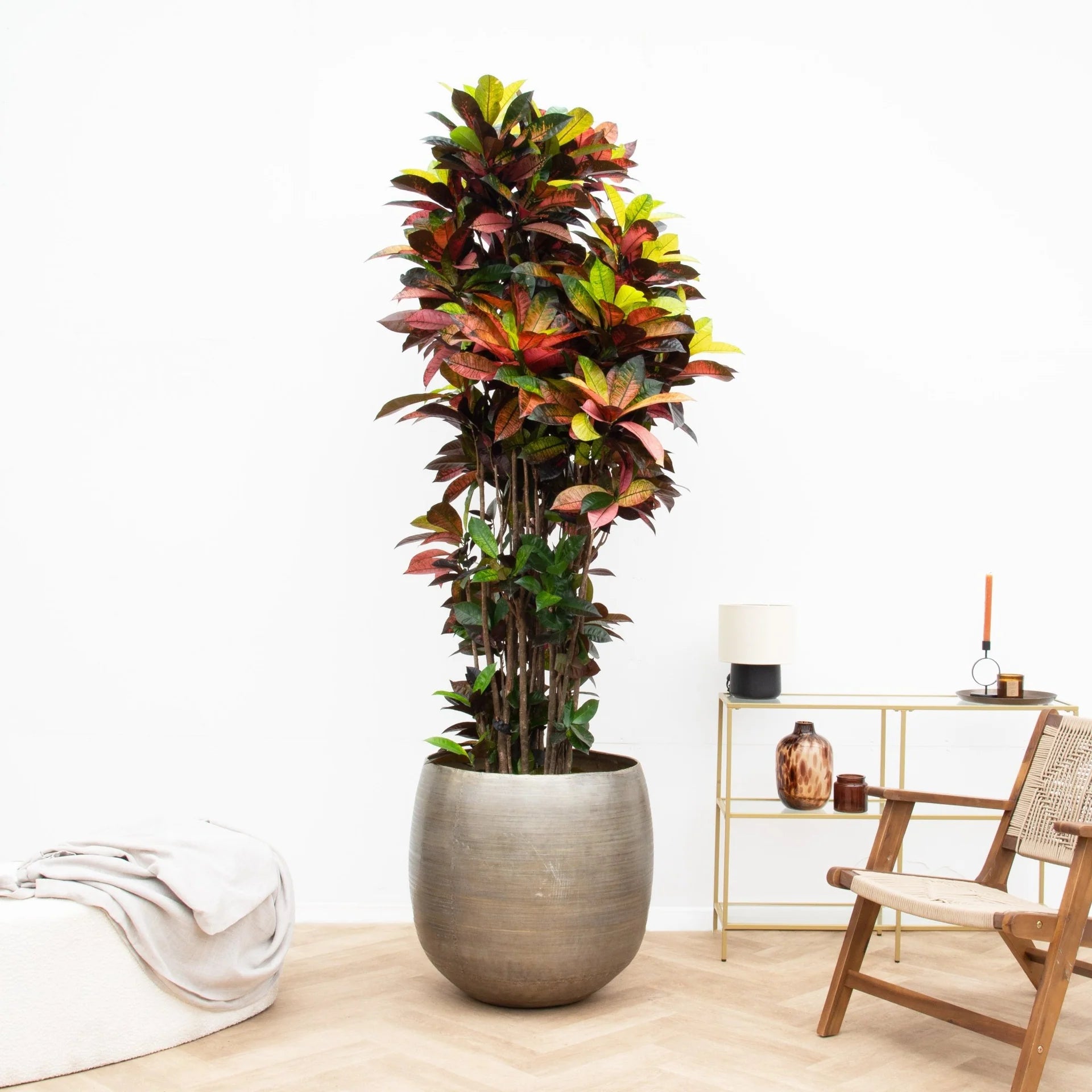 Codiaeum Iceton - 230 cm