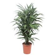 Dracaena Warneckei - 100 cm - ø27