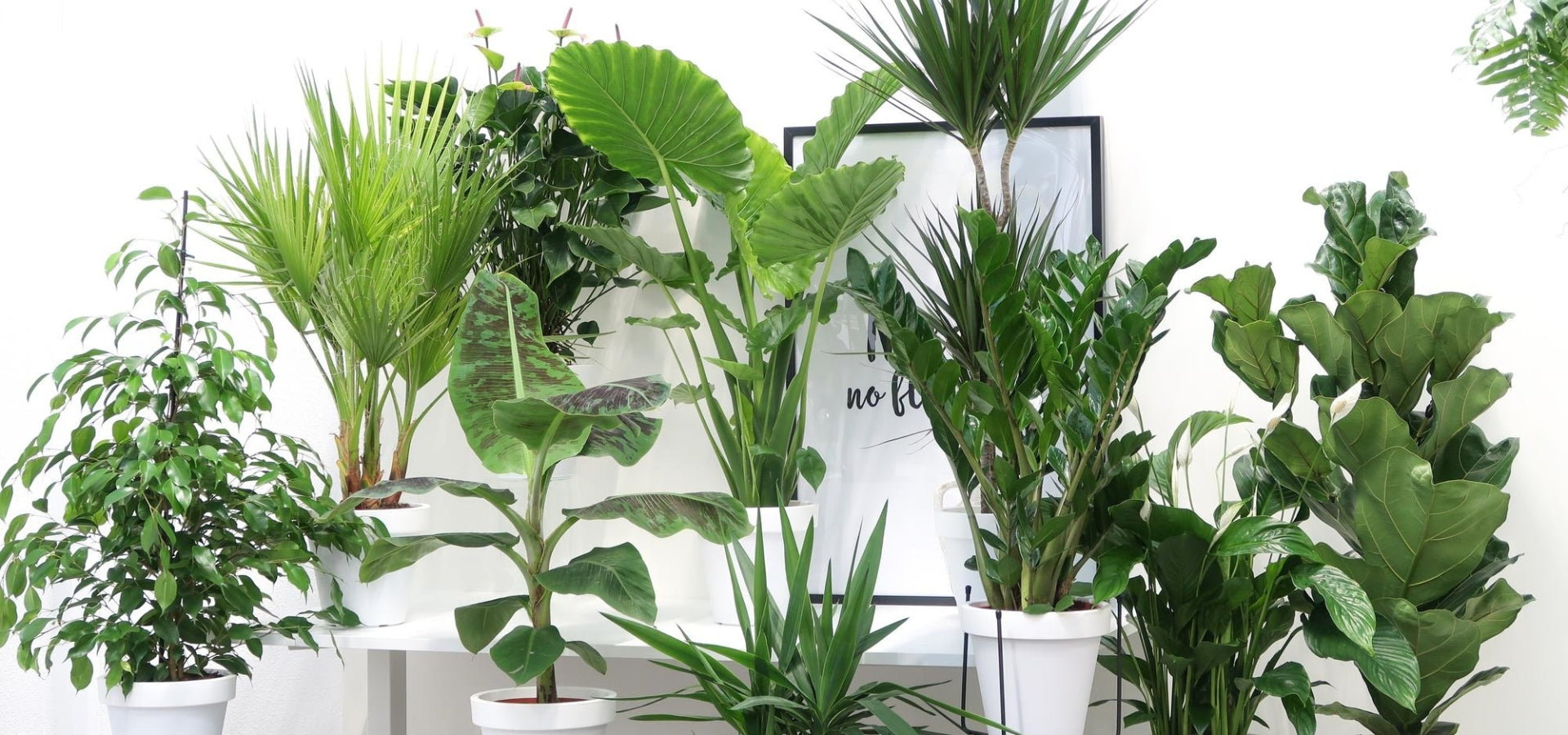 Plants24.eu | Online Planten Kopen