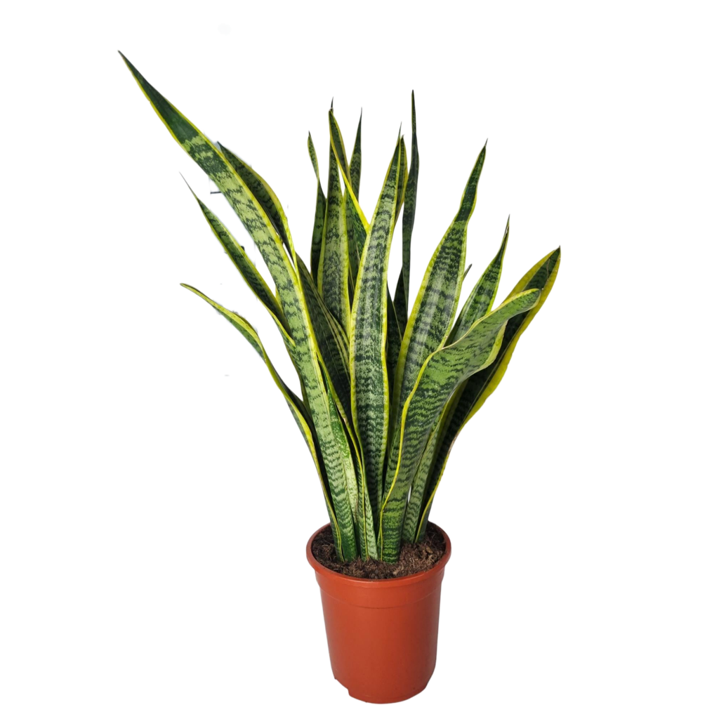 Sansevieria Laurentie - 90cm
