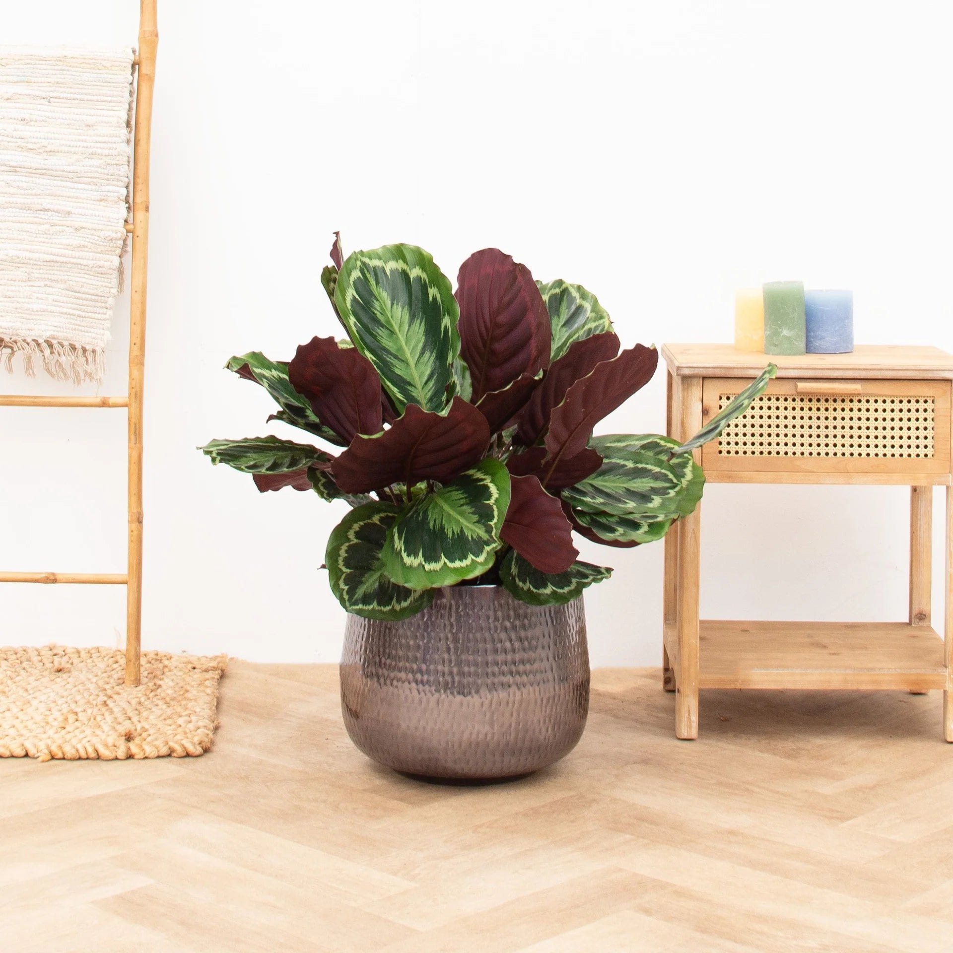Calathea Medallion - 80 cm - Ø24cm