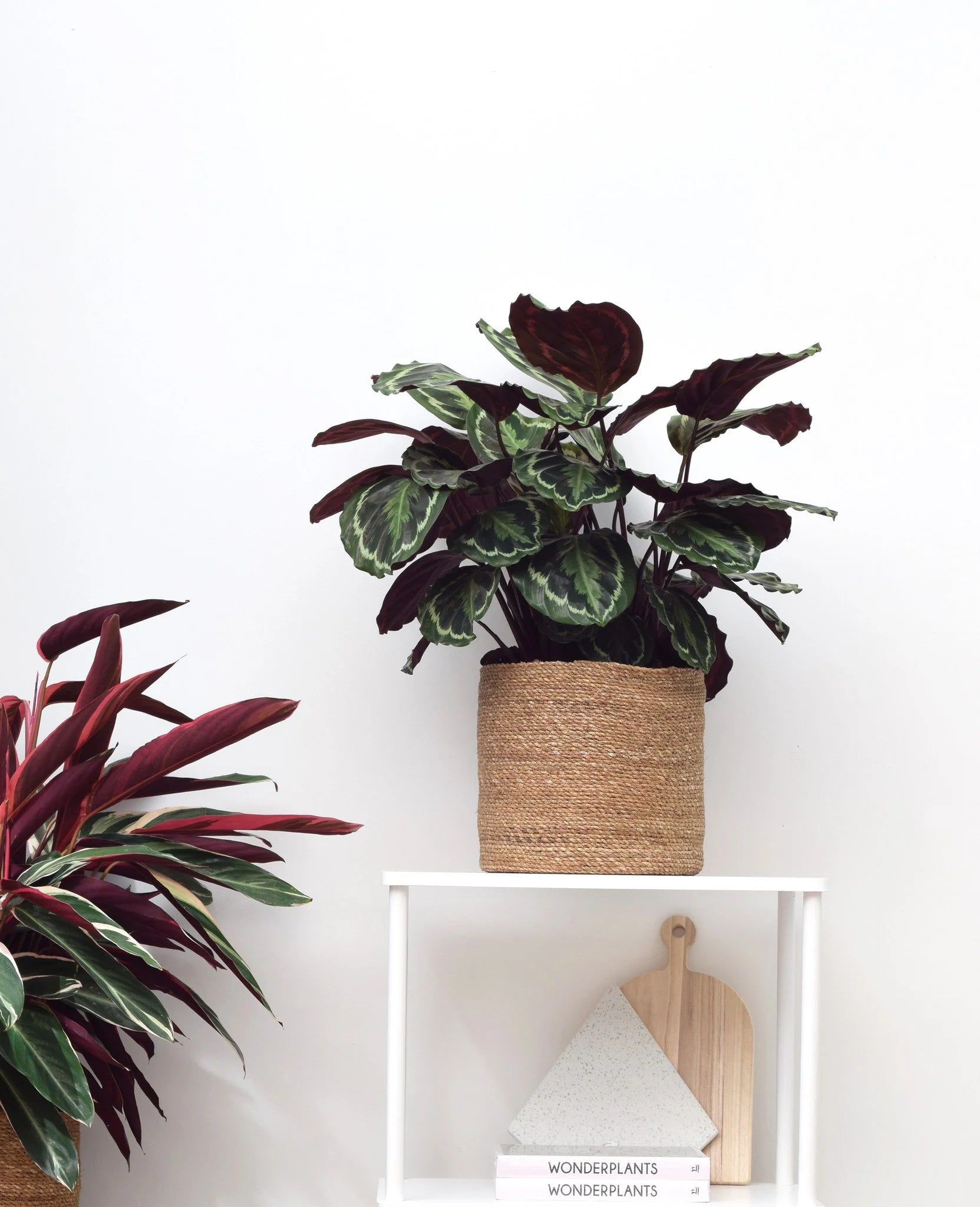 Calathea-Medaillon – 80 cm – Ø 24 cm