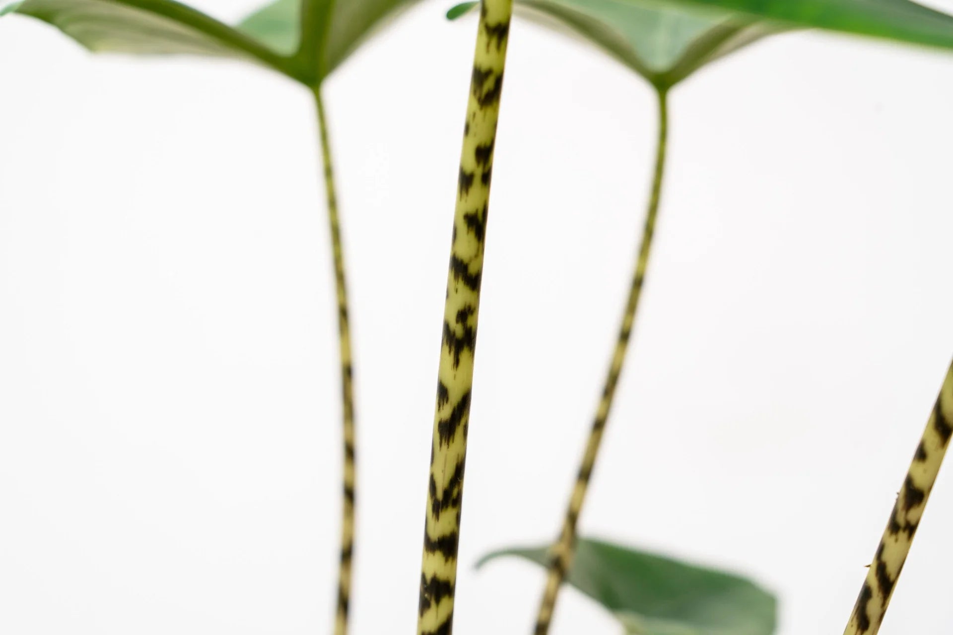 Alocasia Zebrina - 80 cm - Ø21cm