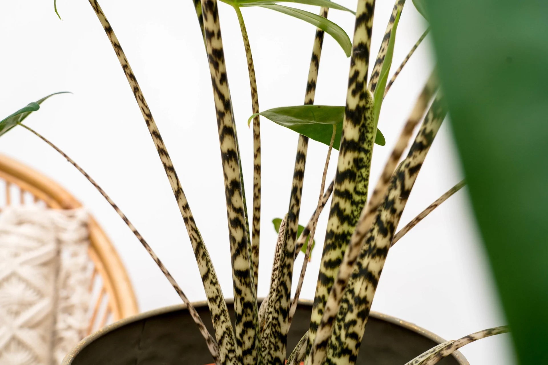 Alocasia Zebrina - 80 cm - Ø21cm