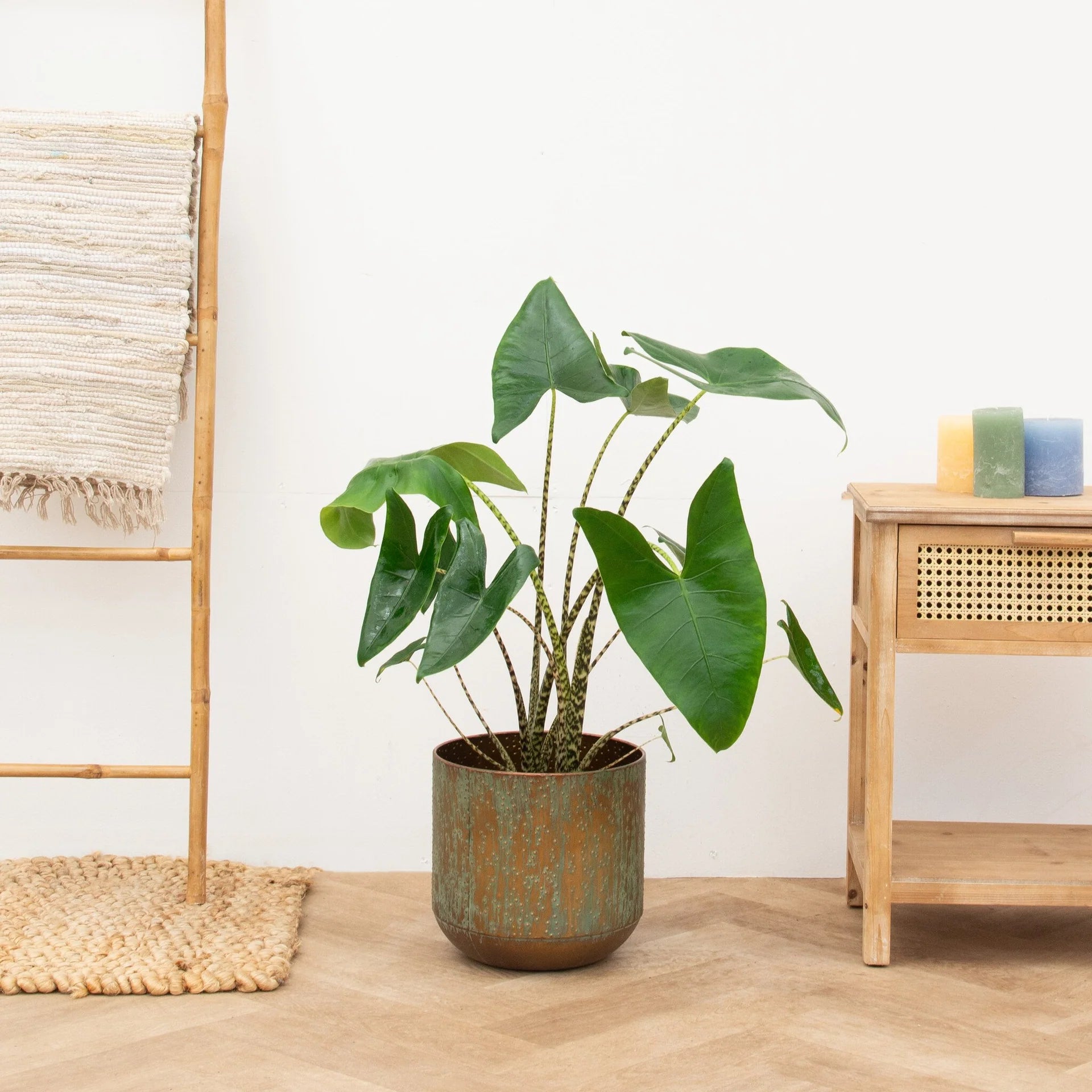 Alocasia Zebrina - 80 cm - Ø21cm