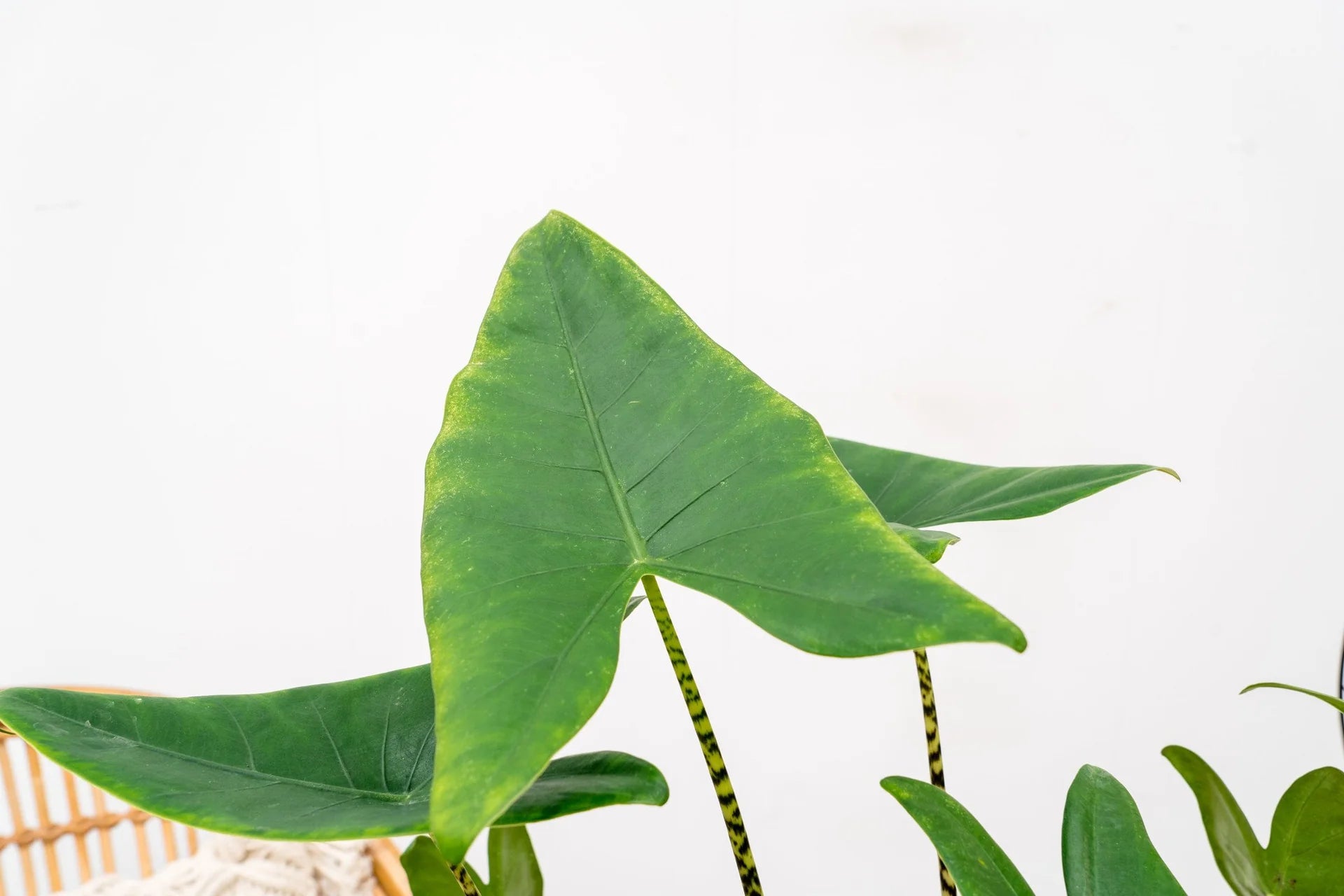 Alocasia Zebrina - 80 cm - Ø21cm