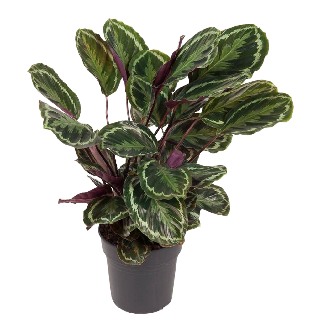 Calathea-Medaillon – 80 cm – Ø 24 cm