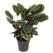Calathea Medallion - 80 cm - Ø24cm