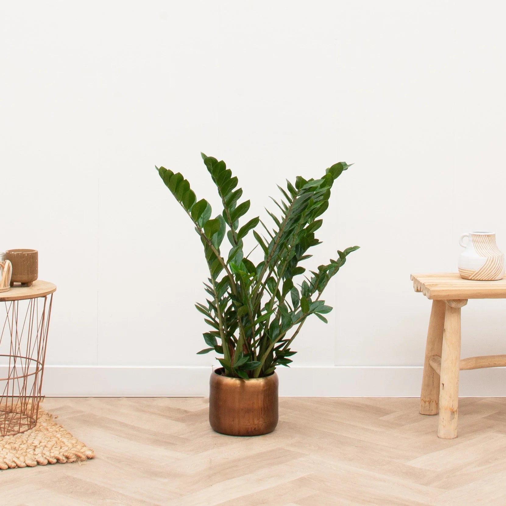 Zamioculcas - 75 cm - Ø17cm