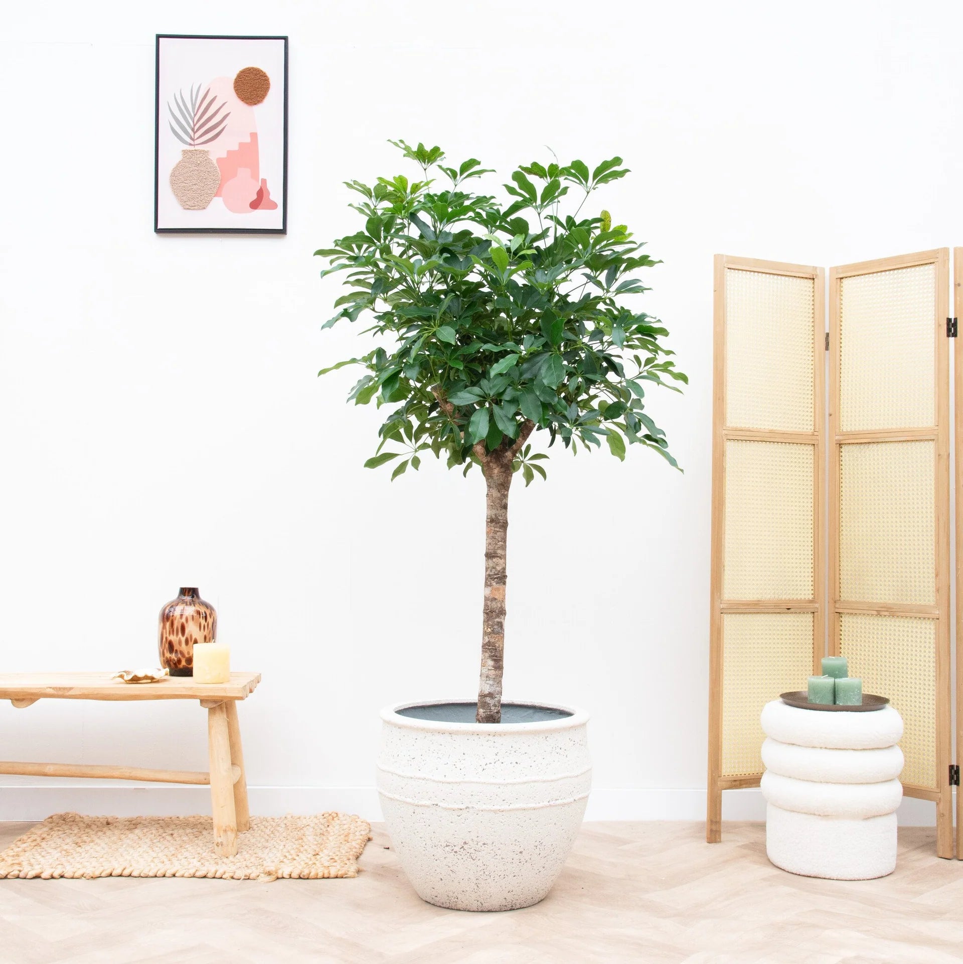 Schefflera op stam - 170cm - ø30
