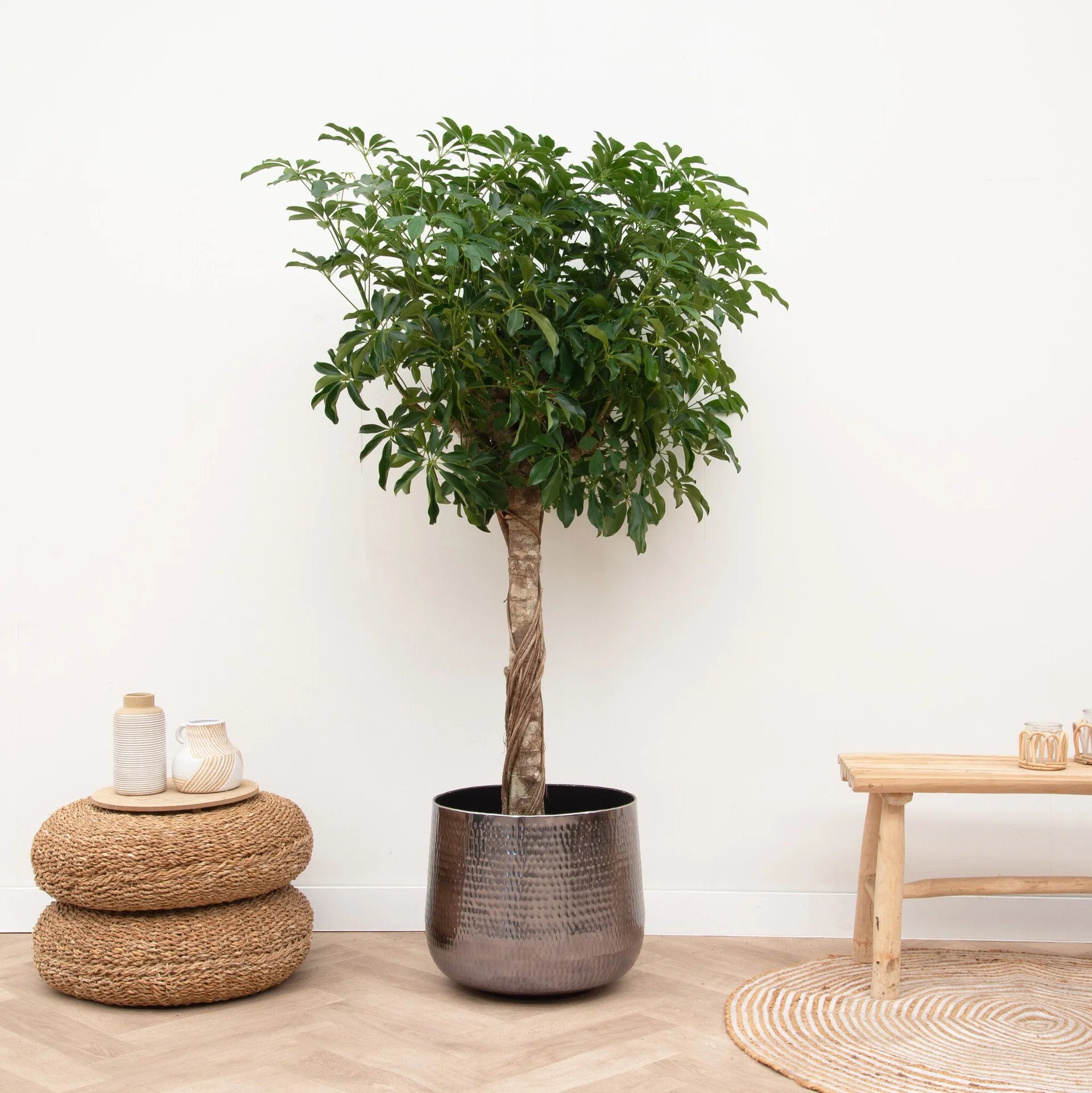 Schefflera op stam - 170cm - ø30