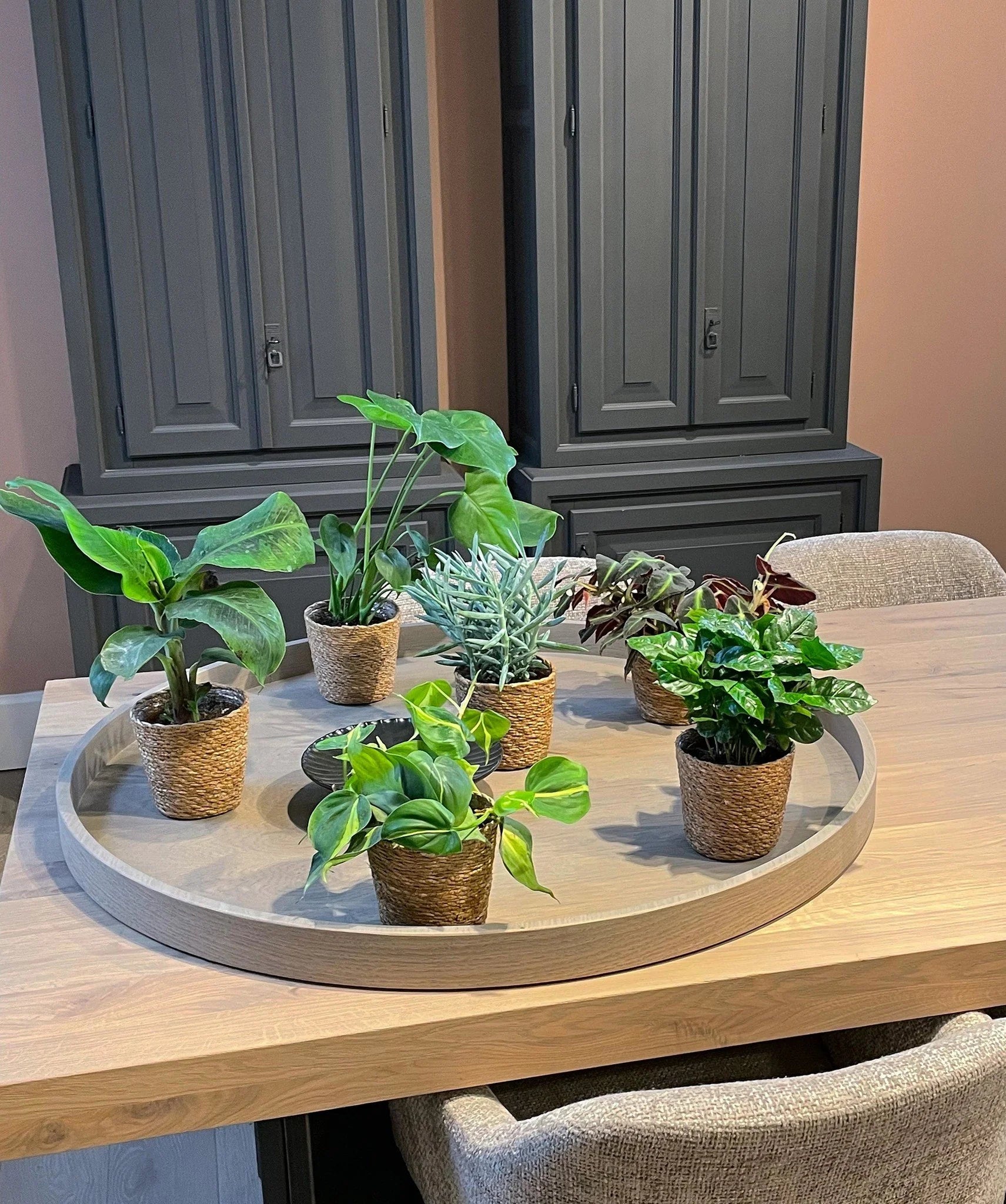 Verrassingsbox - 6 planten - 20-40 cm - Ø12