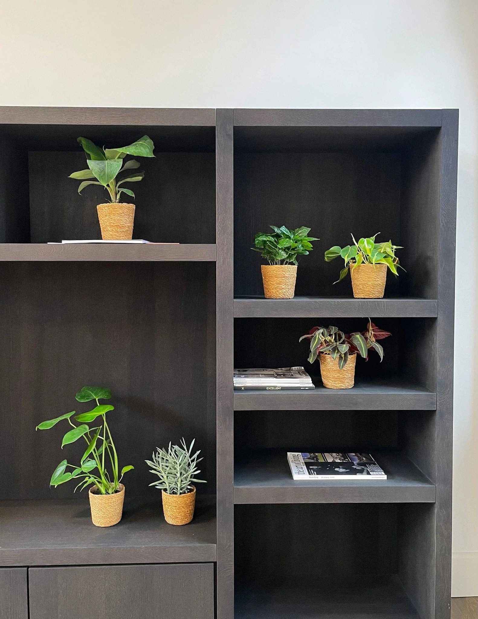Verrassingsbox - 6 planten - 20-40 cm - Ø12