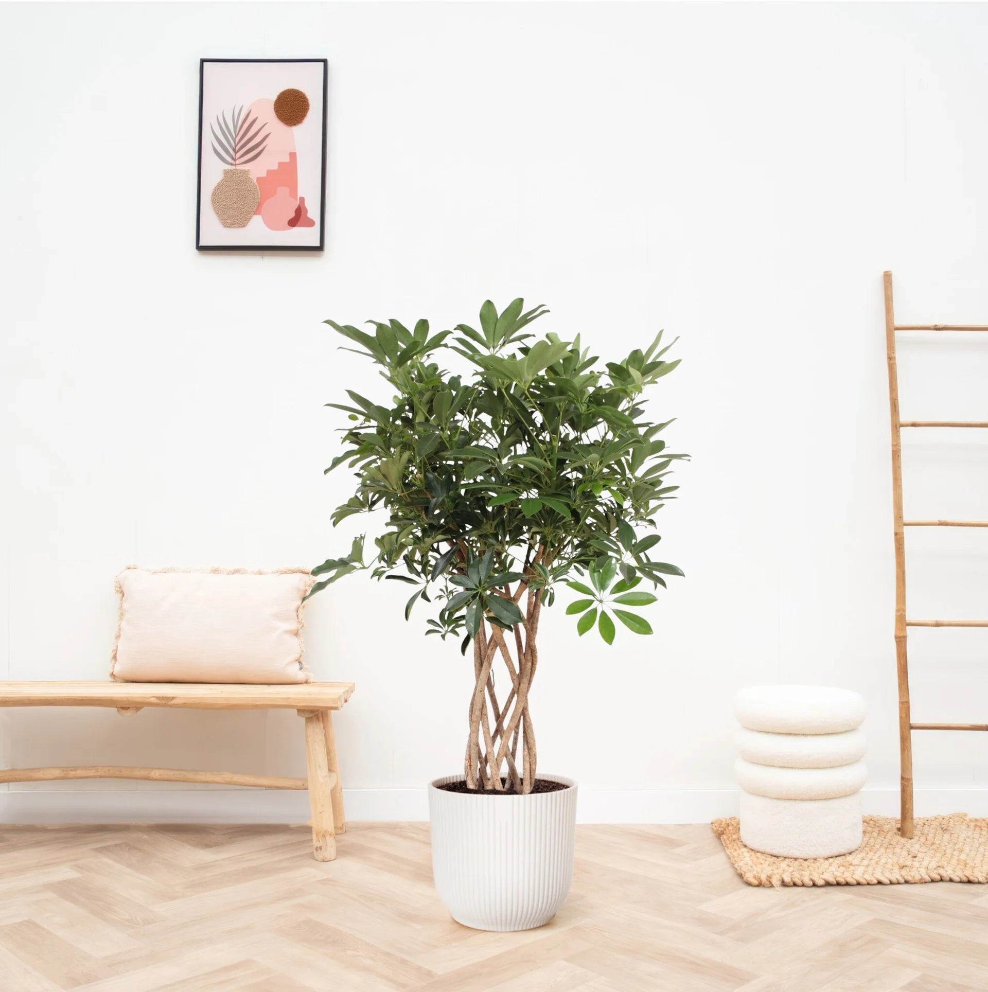 Schefflera Arboricola Compacta gevlochten stam - 130 cm - ø30