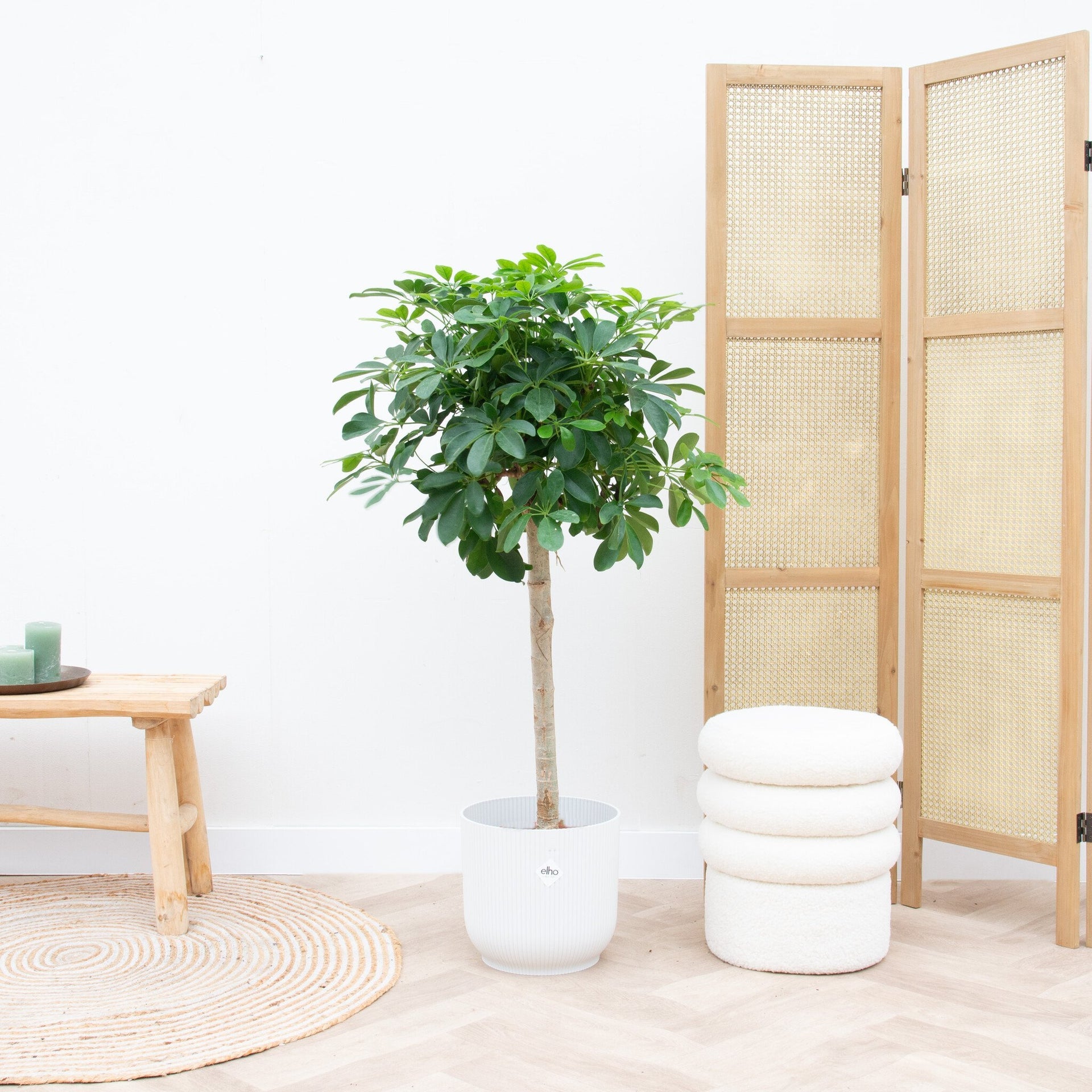 Schefflera  op stam - 150 cm