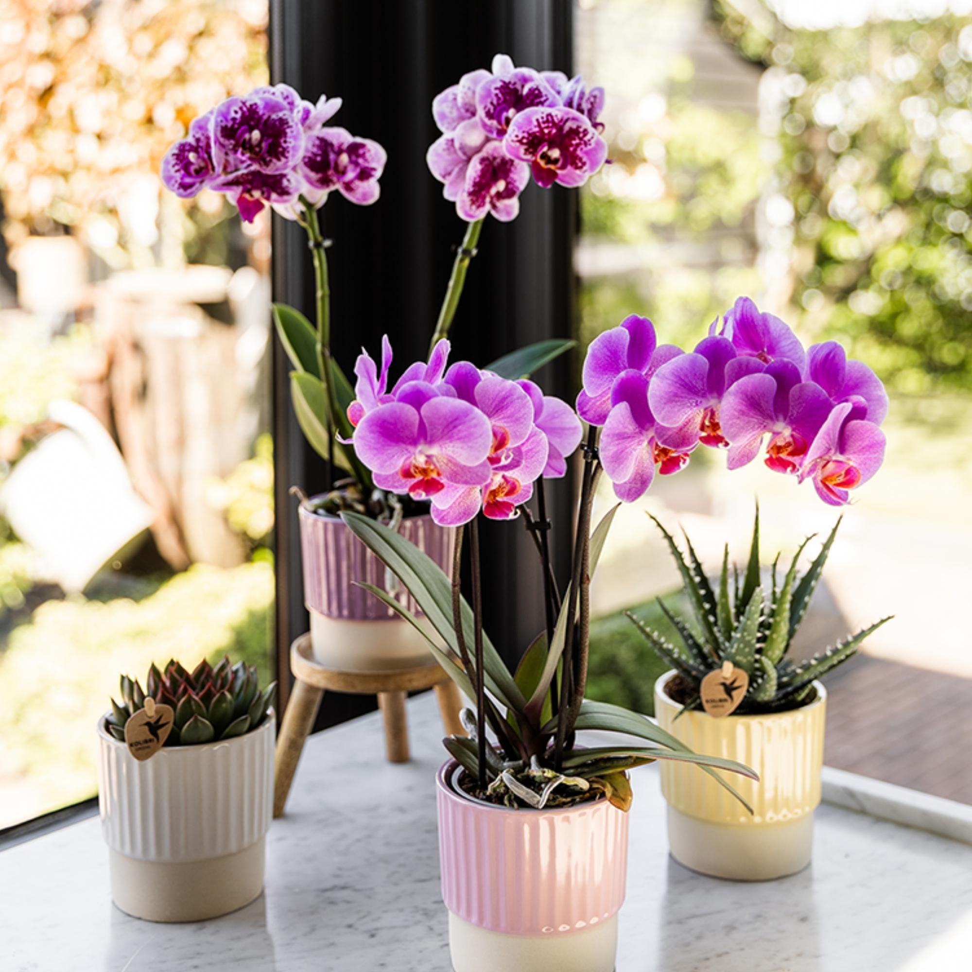 Kolibri Orchids | Roze paarse phalaenopsis orchidee potmaat Ø9cm | El Salvador | bloeiende kamerplant - vers van de kweker