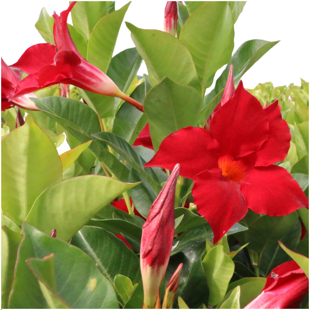 6 x Dipladenia Rossa - Mandevilla Rossa Ø12 cm - ↕25 cm