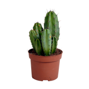 Polaskia chula 12cm