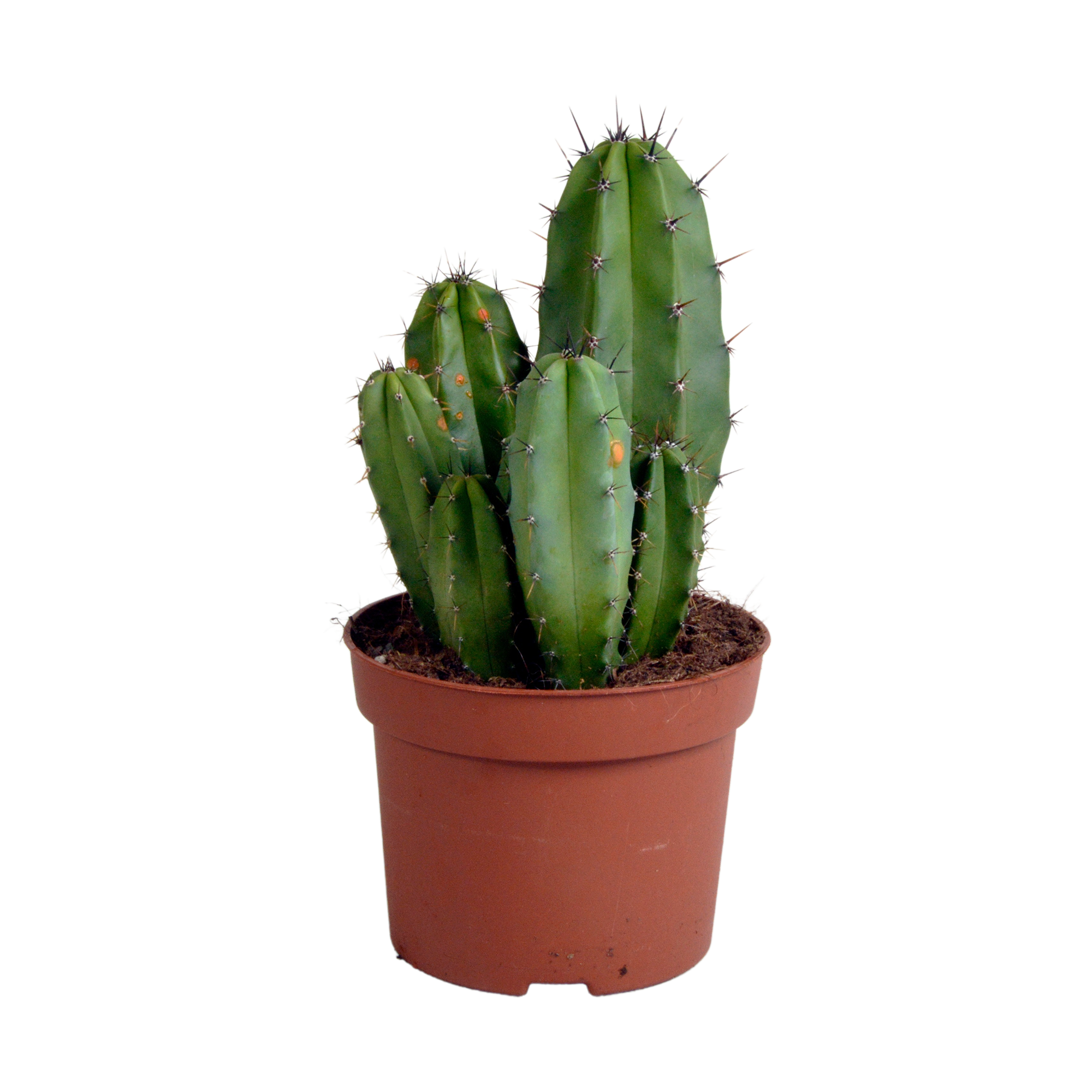 Polaskia chula 12cm