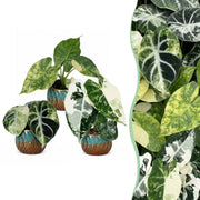 Baby Alocasia Tricolour Variegata 3x - Groen - Zwart - Variegata - Tropisch - incl. Copper Reef - Ø6cm - ↕5-15cm
