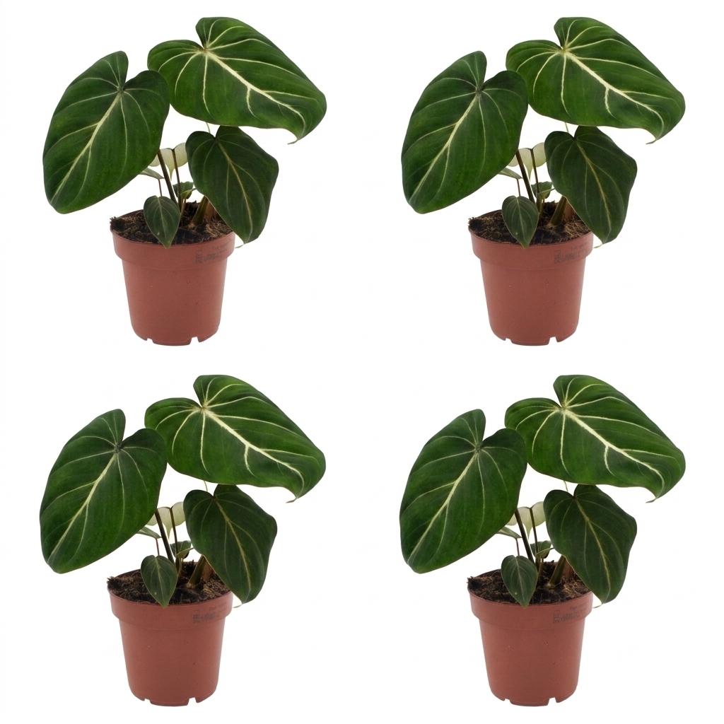 Philodendron Gloriosum - Glorie Philodendron - 4x - Pot 12cm - Hoogte - 25cm