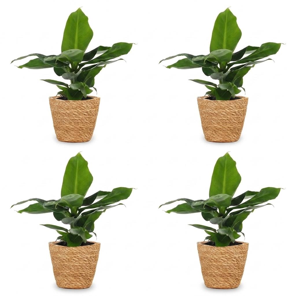 Musa Oriental Dwarf - Dwergbanaan - 4x - met Zeegras Mand - Pot 12cm - Hoogte 30cm