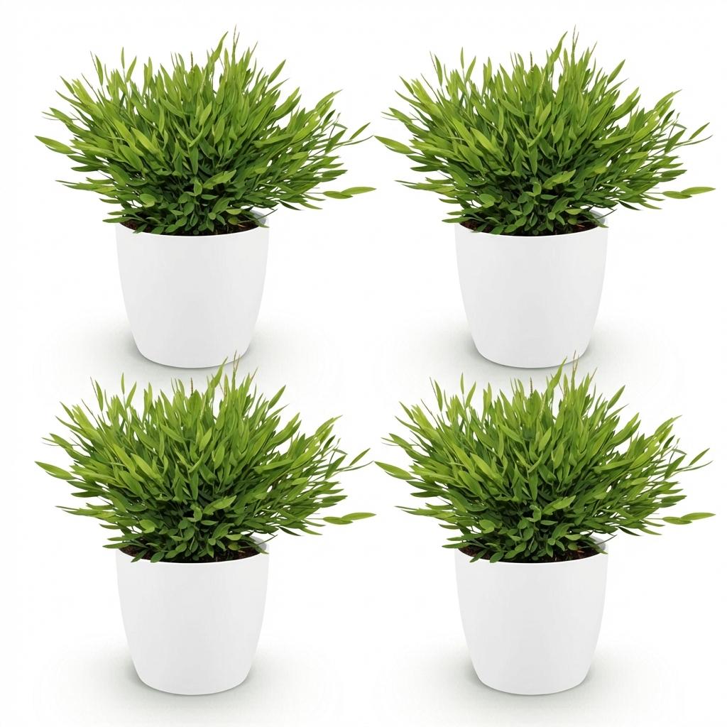 Bamusa Pogonatherum Monica - Kamerbamboe - Huisdiervriendelijke Plant - Groen - 4 Planten - met Potter Wit - Pot 12cm - Hoogte 20cm