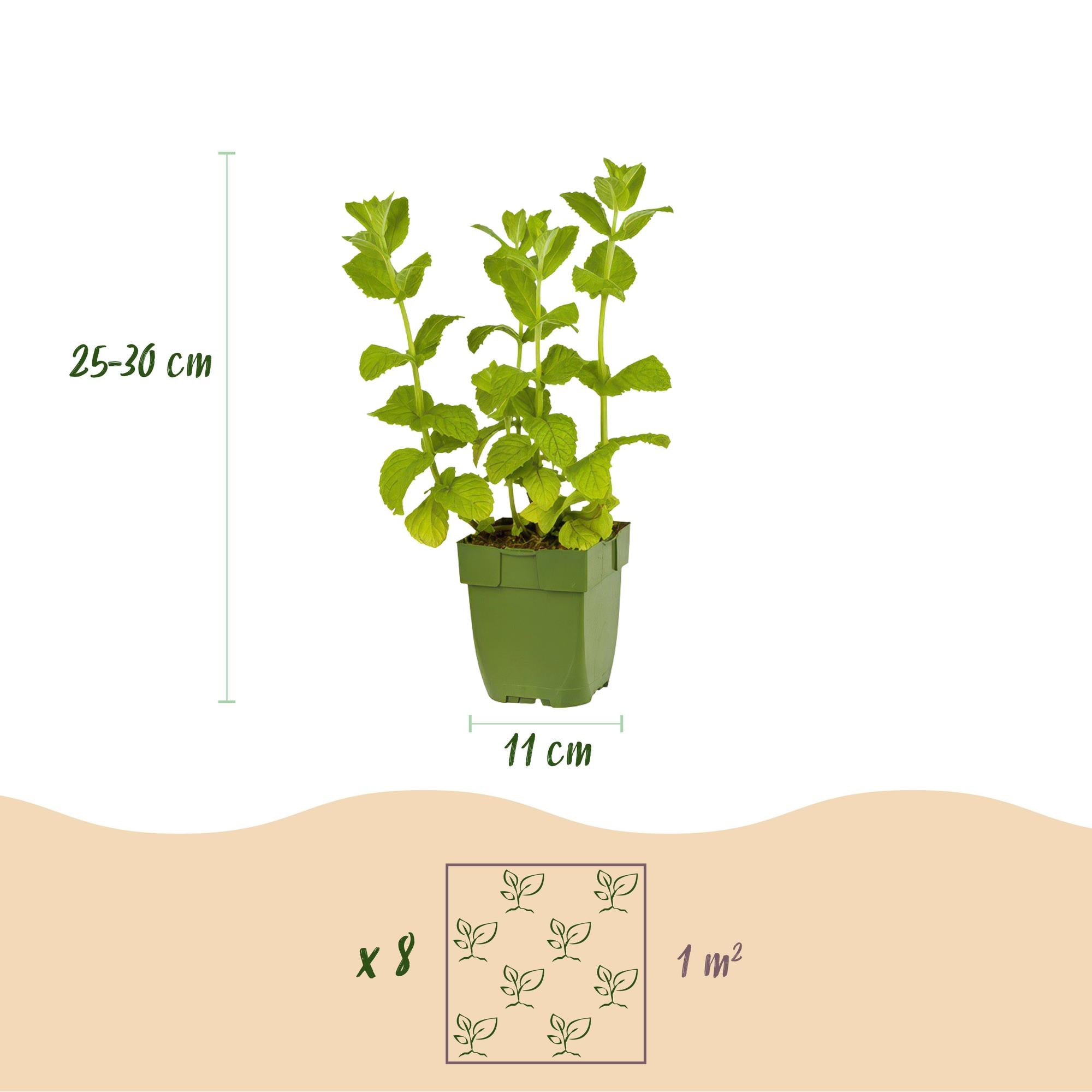 Green boutiQ – Beet-Set – Teekräuter – 8 Stauden – 1 m² – Verschiedene Farben – Pflegeleicht – 11-cm-Topf