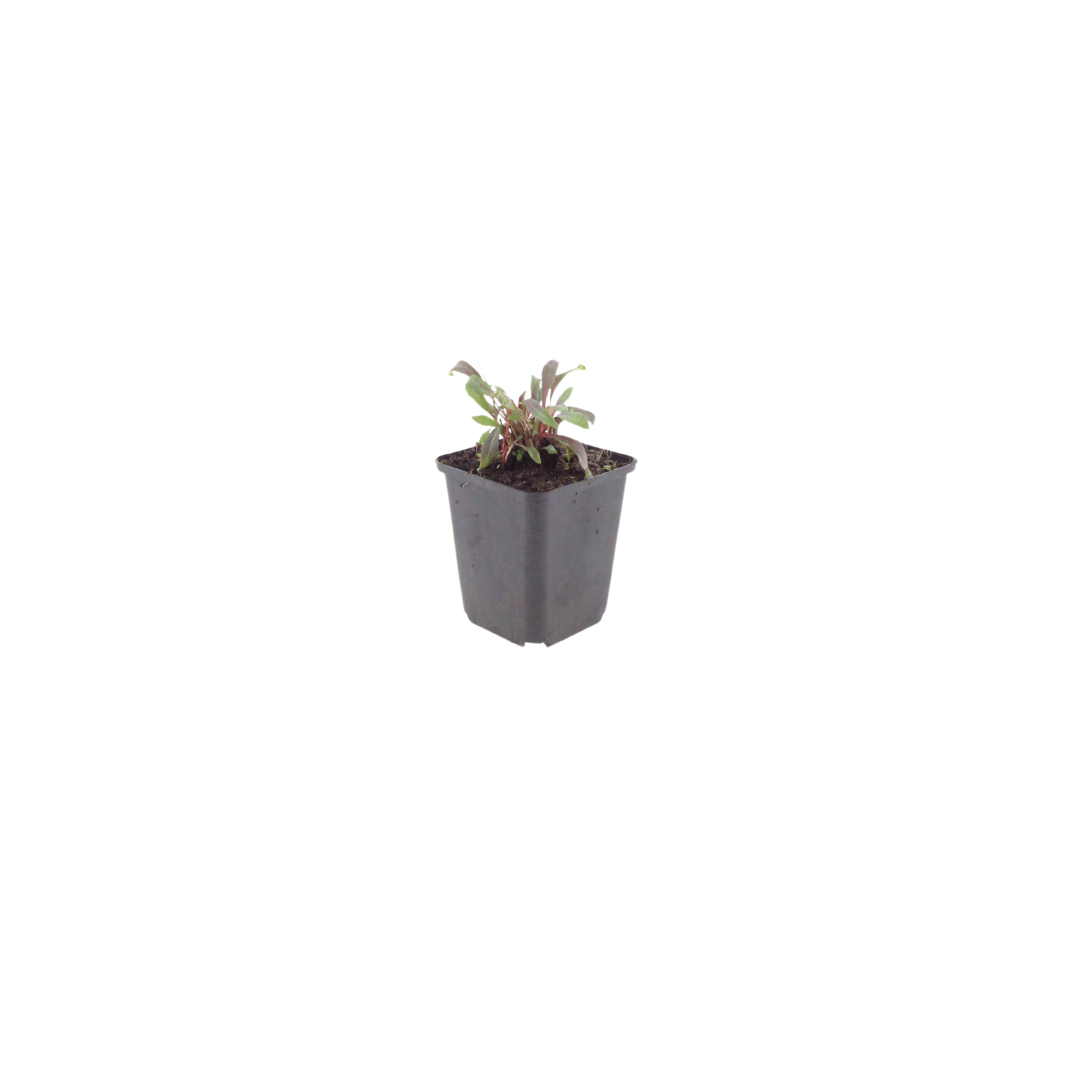 6x Gaura l. 'Siskiyou Pink' - ↕10-25cm - Ø9cm