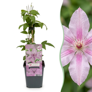 Clematis Hagley Hybrid - Bosrank 4x - Roze - Klimplant - Ø9cm - ↕35cm
