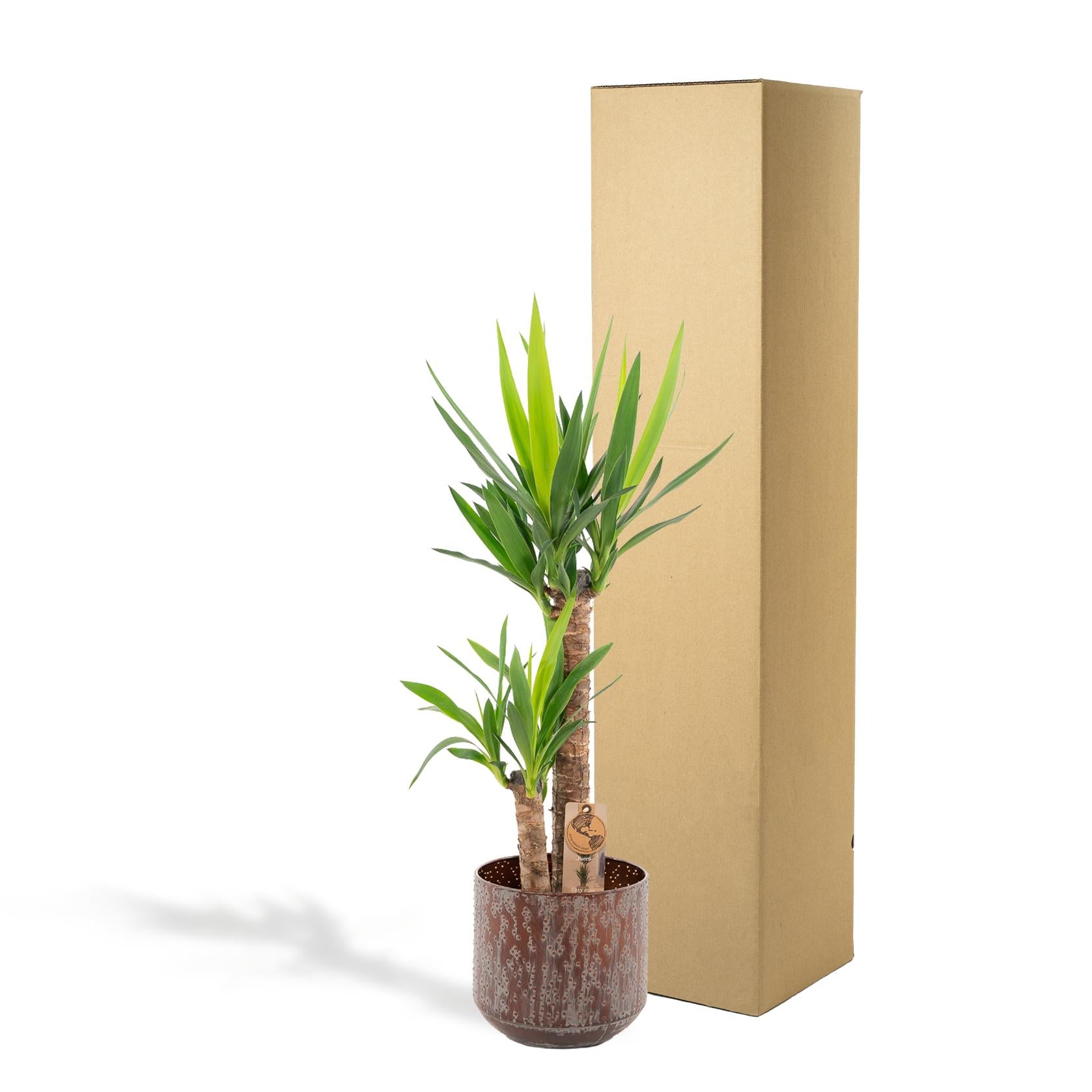 Yucca con vaso - ↨100cm - Ø21cm