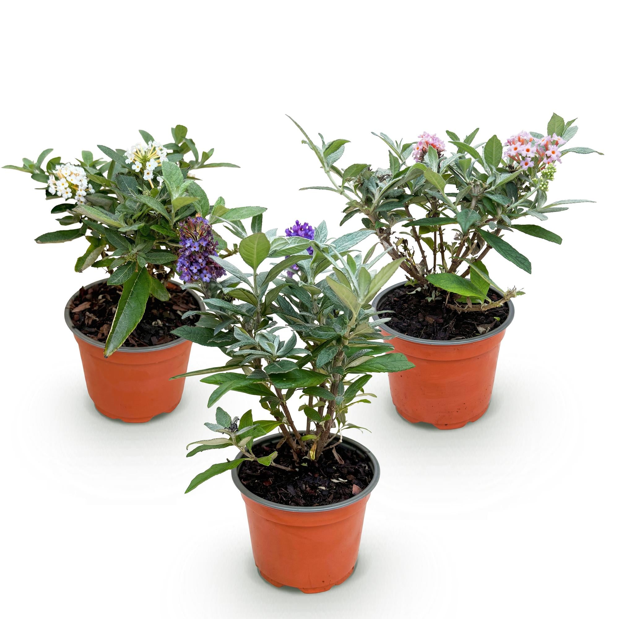 Buddleja davidii Butterfly Candy Little Tricolour - Vlinderstruik - Compact - Roze-Wit-Lila - 3 Planten - Pot 12cm - Hoogte 20-25cm