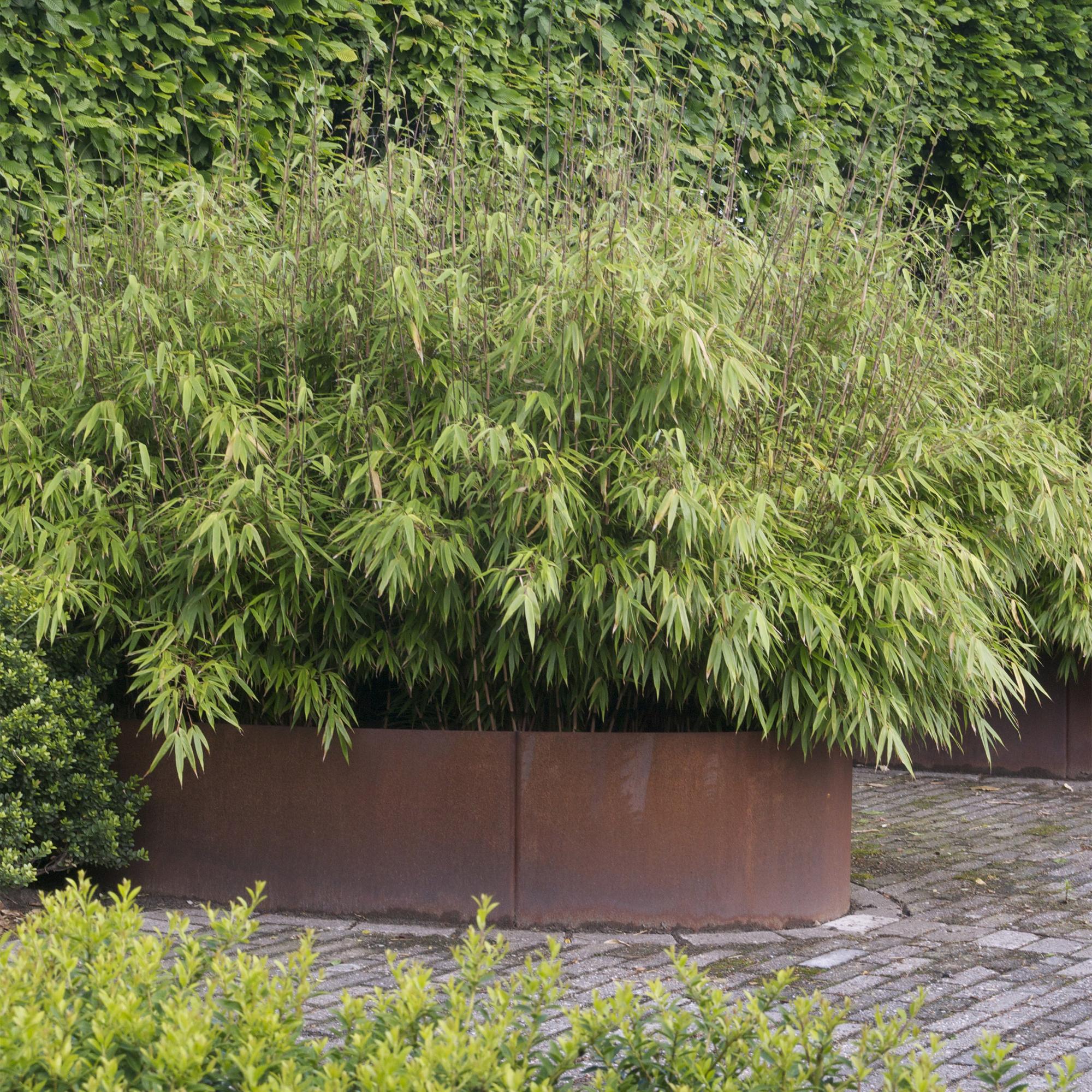 Fargesia nitida Black Dragon - Niet Woekerende Bamboe - Bladhoudend - Groen - 2 Planten - Pot 23 cm - Hoogte 80 cm