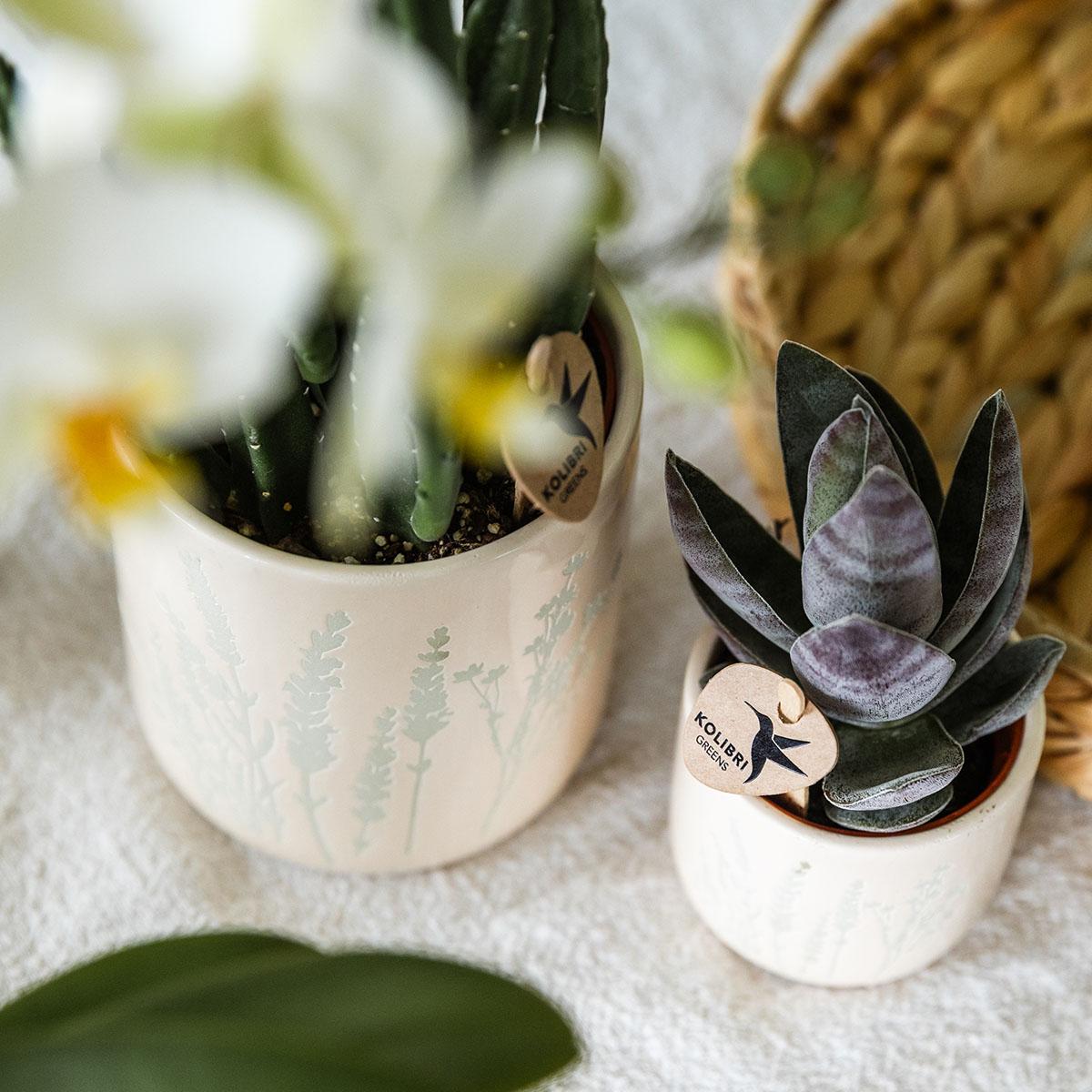 Kolibri Orchids | Set de regalo de Pascua grande | Plantas verdes con orquídeas Phalaenopsis amarillas en macetas decorativas amarillas Simplicity sobre un plato de bambú
