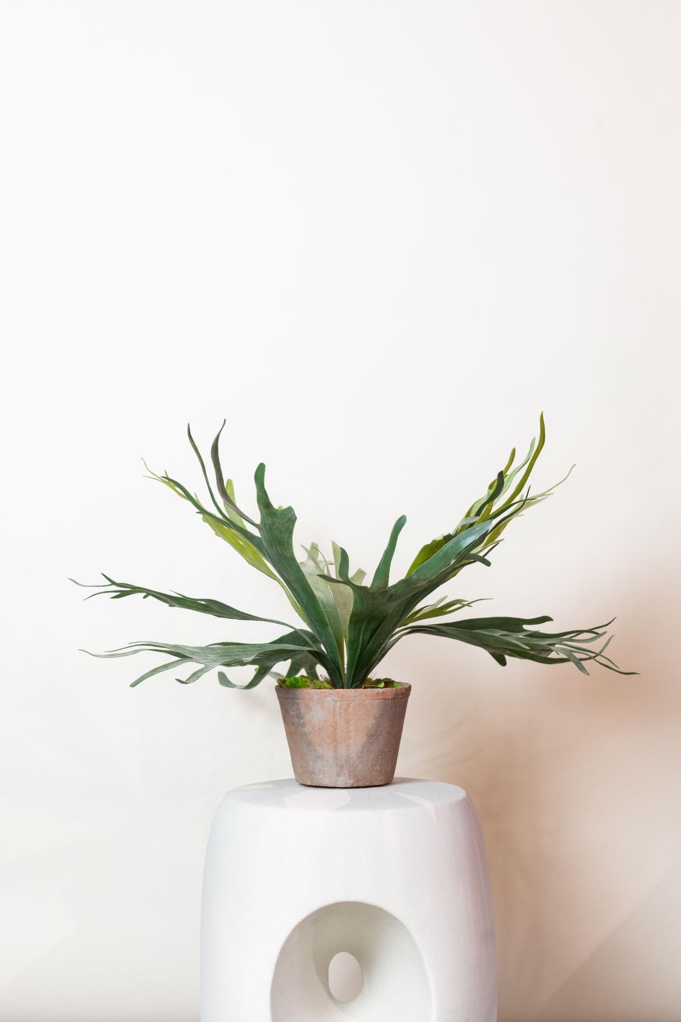 Künstliche Pflanze – Geweihfarn – 50 cm