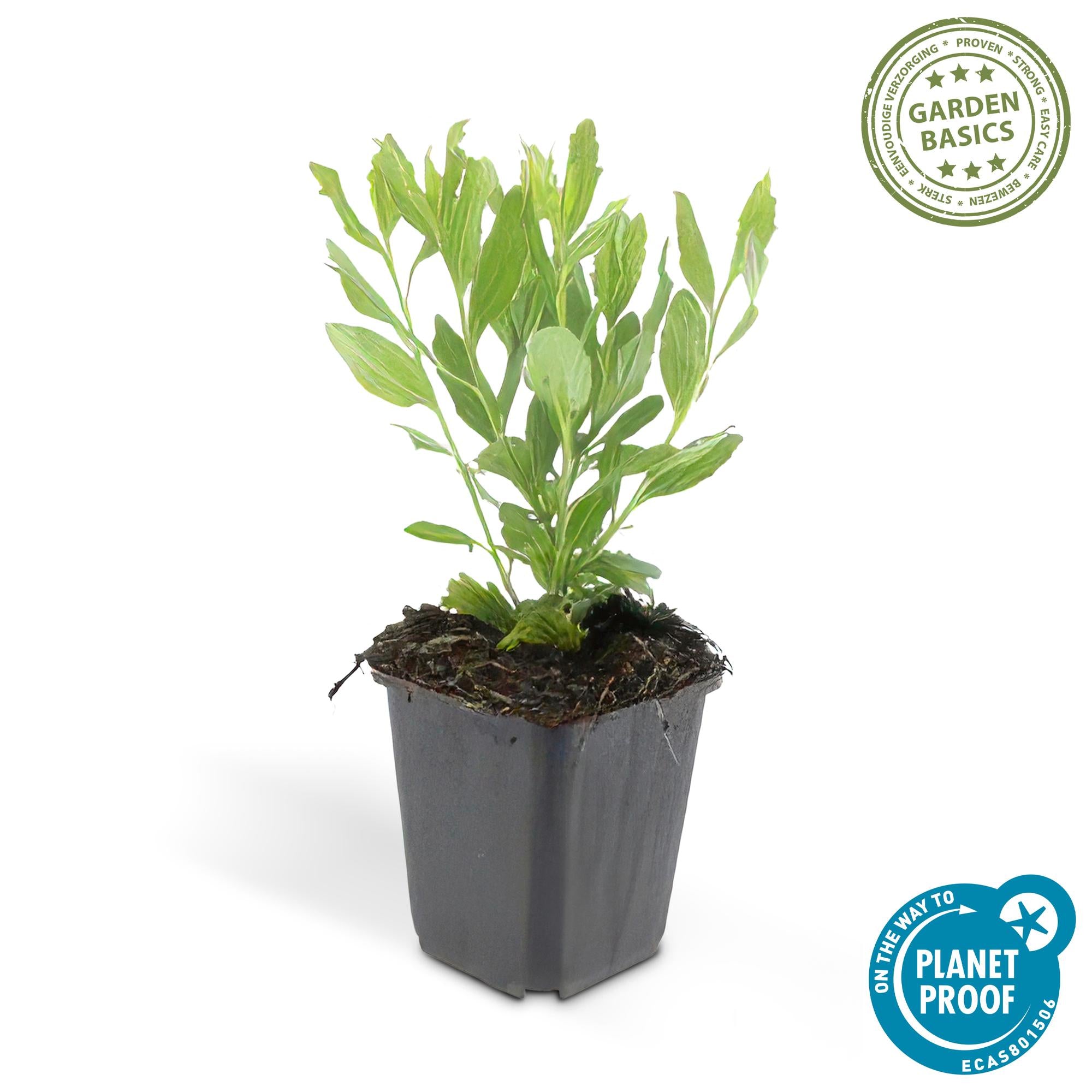 6x Aster ageratides 'Ashvi' - ↕10-25cm - Ø9cm