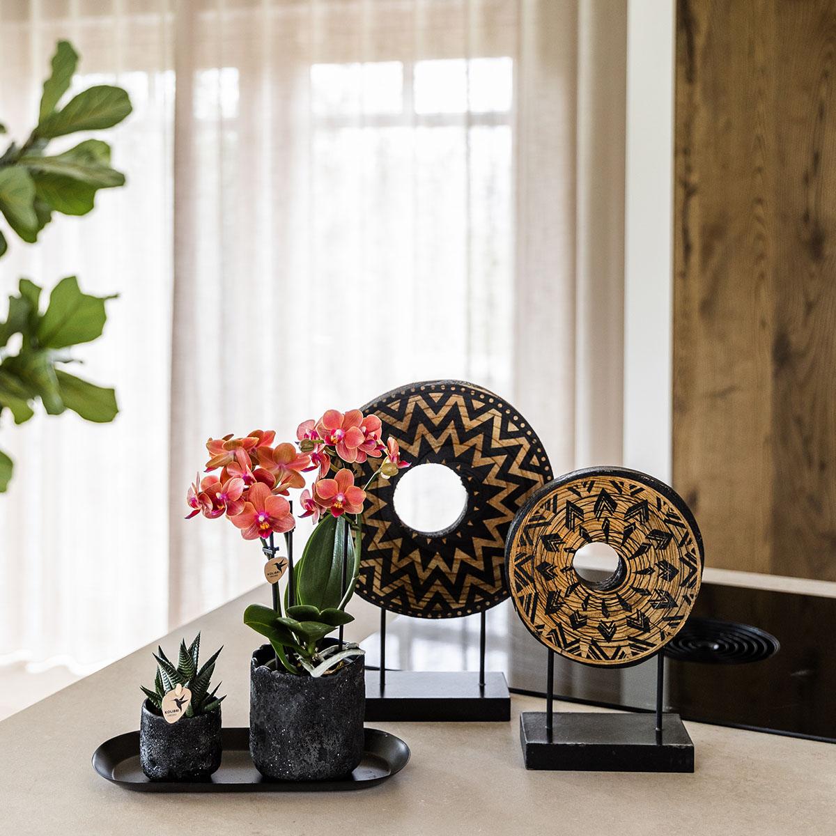 Kolibri Company | Plantenset Urban Nature small | Oranje Phalaenopsis Orchidee Bolzano en Succulent incl. keramieken sierpotten op zwart dienblad