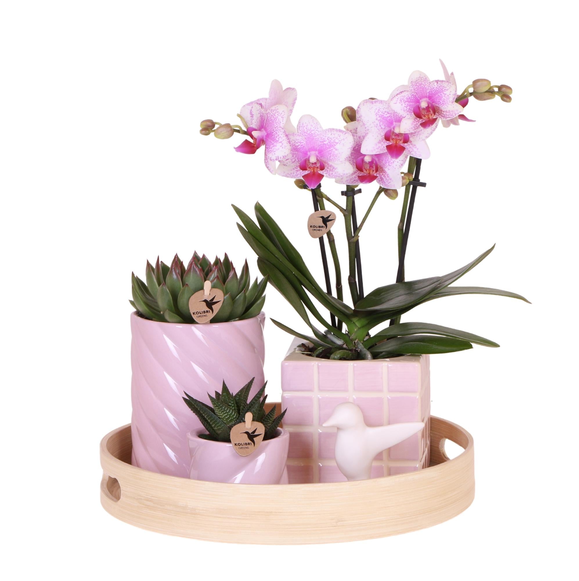 Kolibri Company | Coffret cadeau Optimisme Coloré | Ensemble de plantes comprenant une orchidée Phalaenopsis rose et des succulentes, avec pots décoratifs en céramique