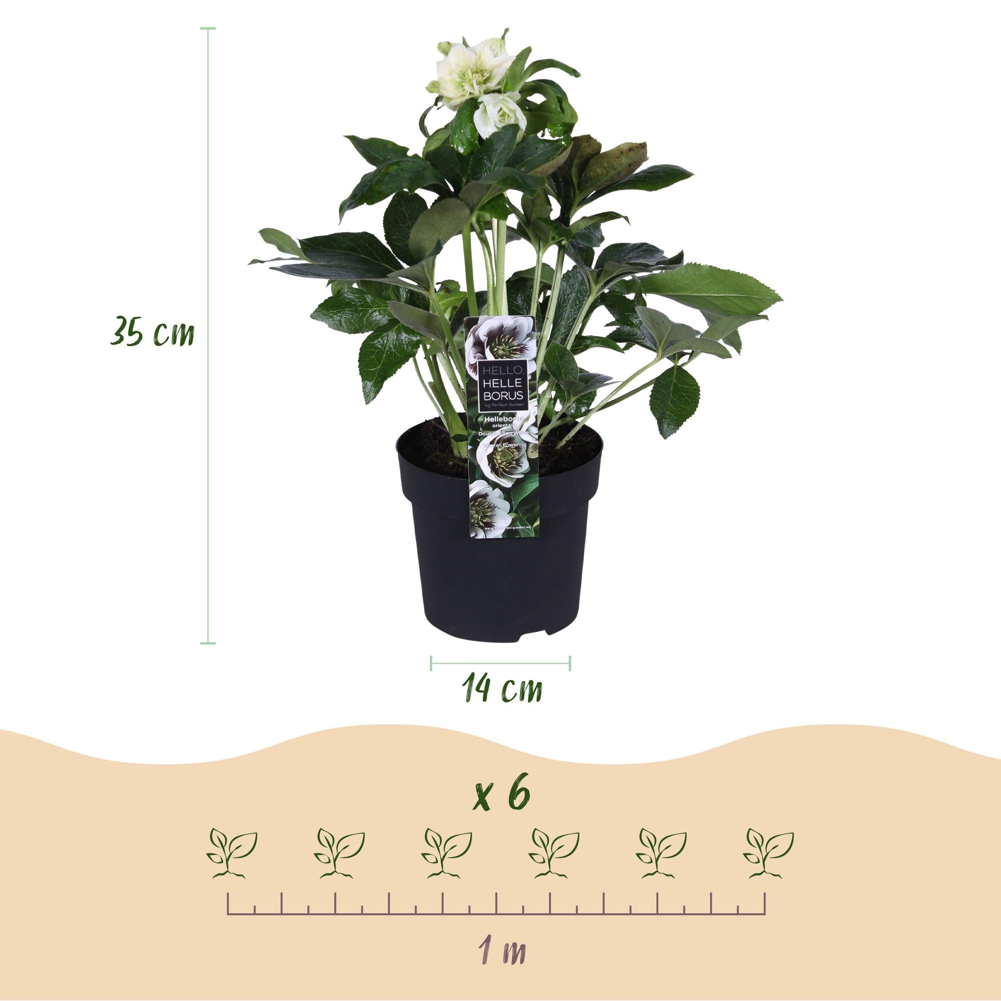 Lenten Rose - Helleborus orientalis Double Ellen White - Witte Bloem -2 Planten - Groenblijvend - Pot 14cm Hoogte 35cm