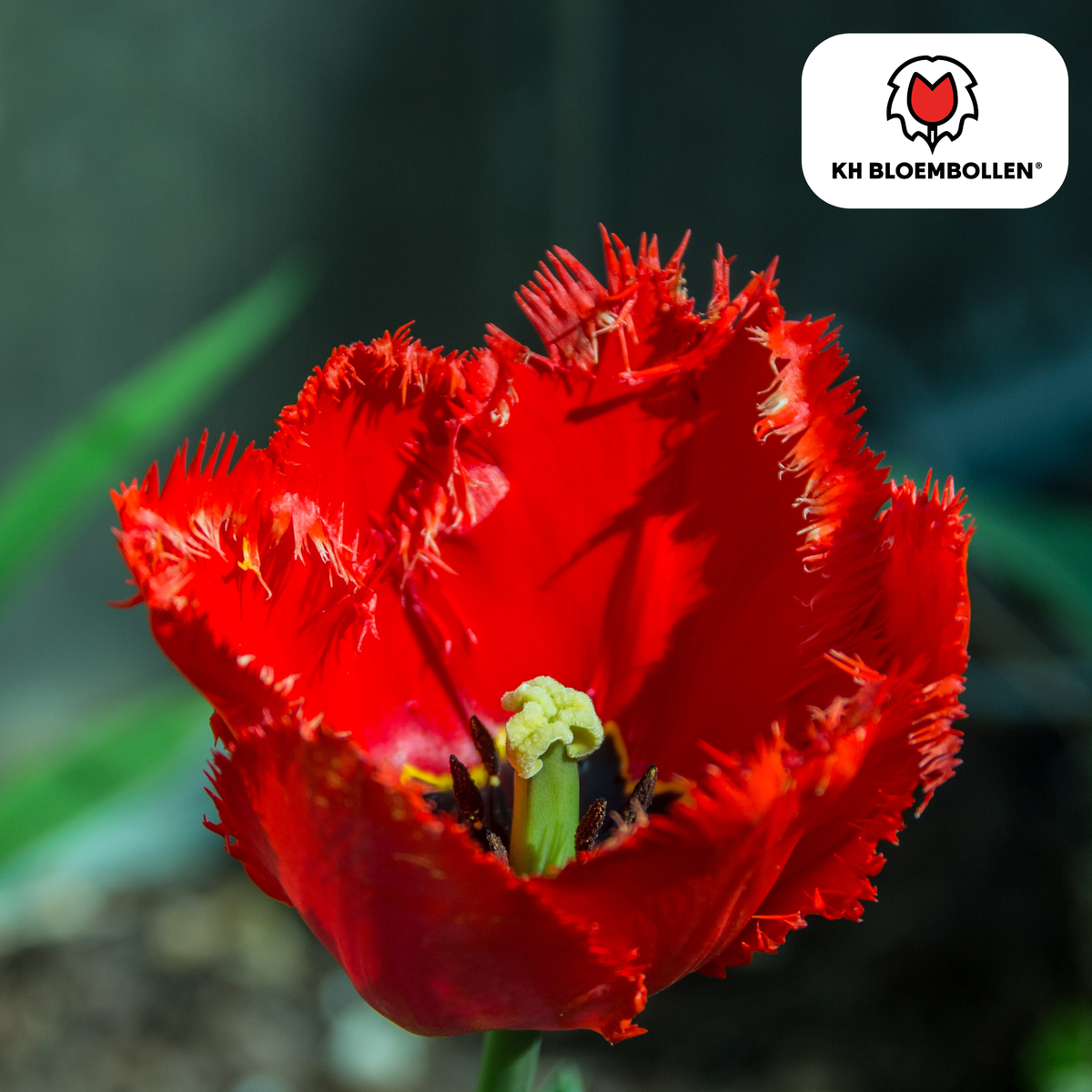 Masterpeace-tulppaanien sipulit – 20 kpl | KH Bloembollen® | Punainen tulppaani sahalaitaisella reunalla – Rohkea ja ainutlaatuinen – Puutarhaan tai ruukkuun – Koko 11/12 – Tuoreena viljelijältä