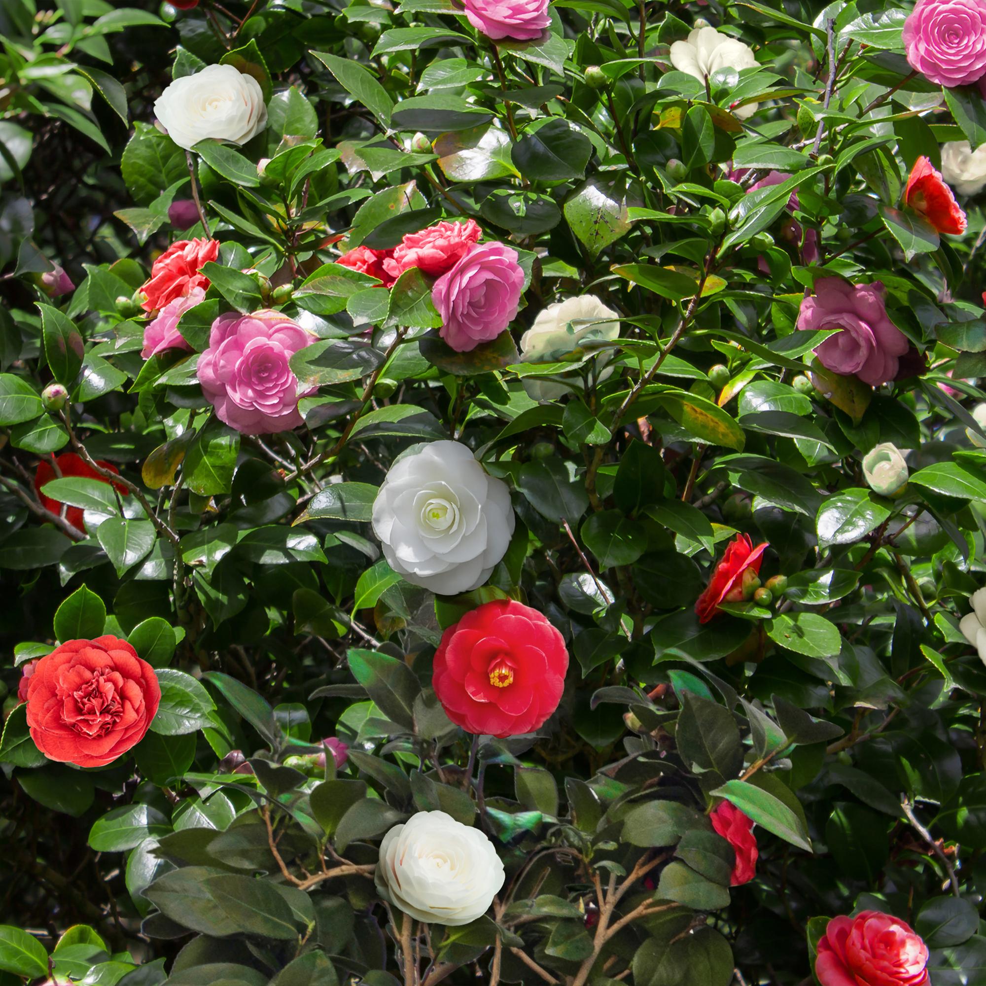 Camelia japonica Tricolour - Bloem Roze, Wit en Rood - 1 Plant - Groenblijvend - Pot 15cm Hoogte 30cm
