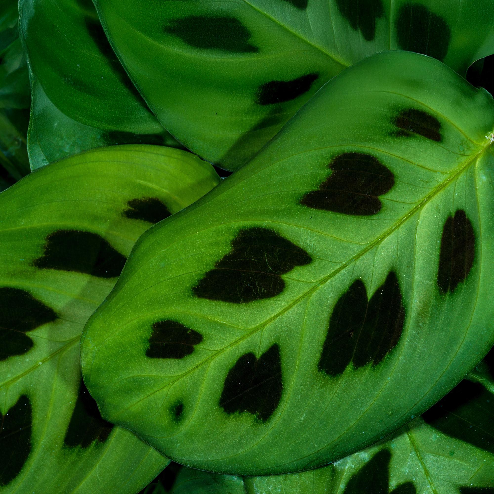 Maranta Fascinator Kerchoveana - Zebraplant - Huisdiervriendelijke Plant - Groen - 2 Planten - met Potter Grijs - Pot 12cm - Hoogte 25cm