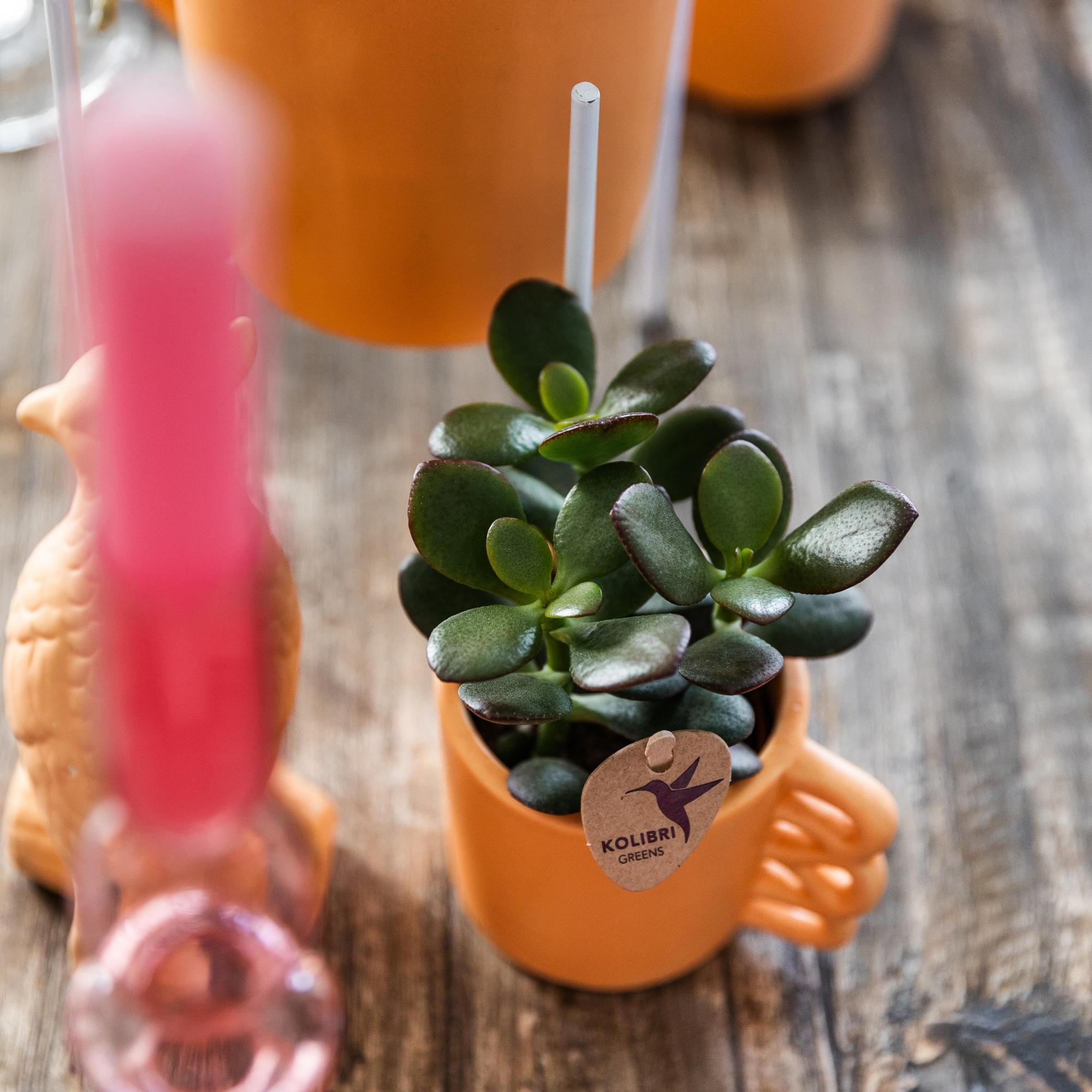 Kolibri Greens | Groene plant - Succulent Crassula Minor potmaat Ø6cm | groene kamerplant - vers van de kweker