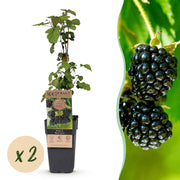 Rubus fruticosus Black Satin - Bramenplant - Winterhard - Zwarte Braam - 2 Planten - Pot 15cm - Hoogte 50cm