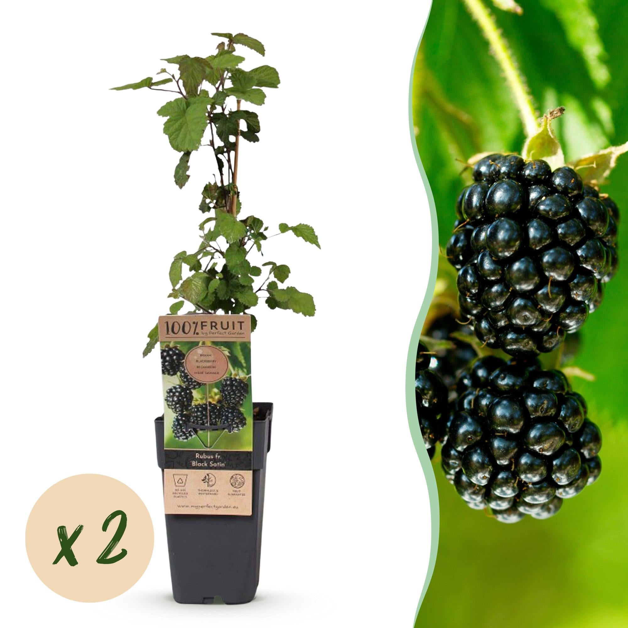 Rubus fruticosus Black Satin - Bramenplant - Winterhard - Zwarte Braam - 2 Planten - Pot 15cm - Hoogte 50cm