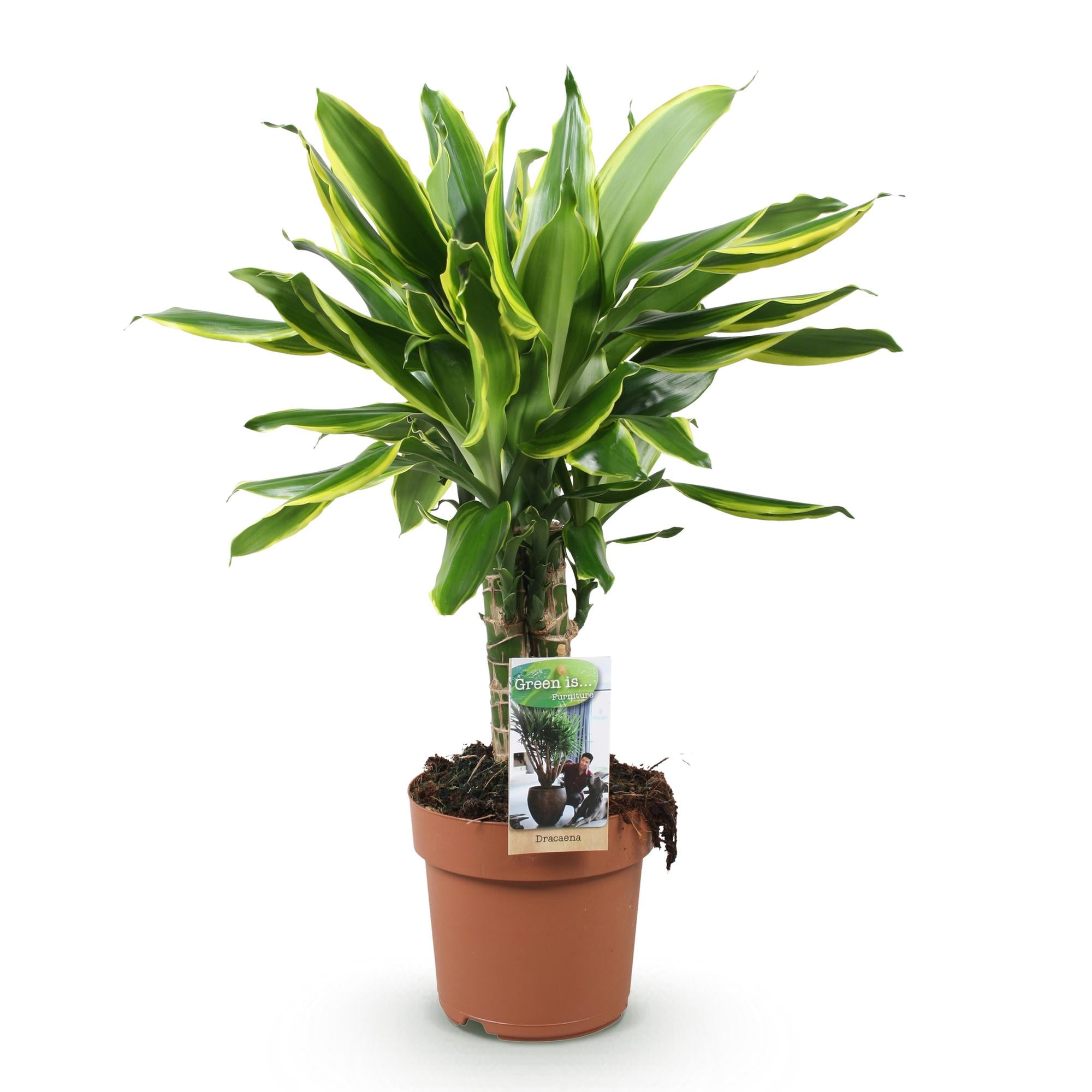 Dracaena fragrans Golden Coast - Drakenbloedboom - Weinig onderhoud - Groen - 1 Plant - Pot 17cm - Hoogte 50-55cm