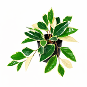 Kunstplant Hoya Variegata - 25cm